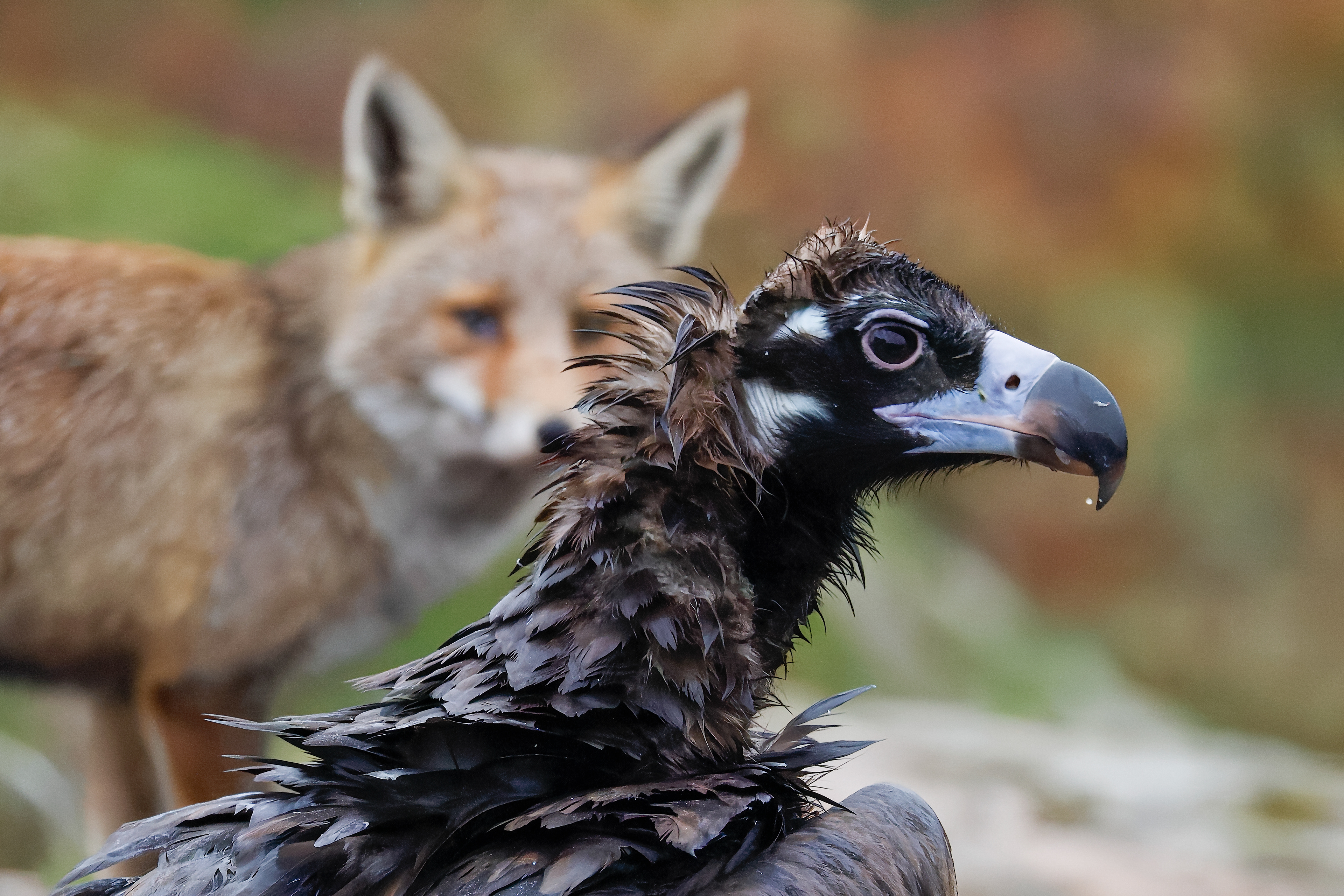 Avvoltoio monaco e volpe