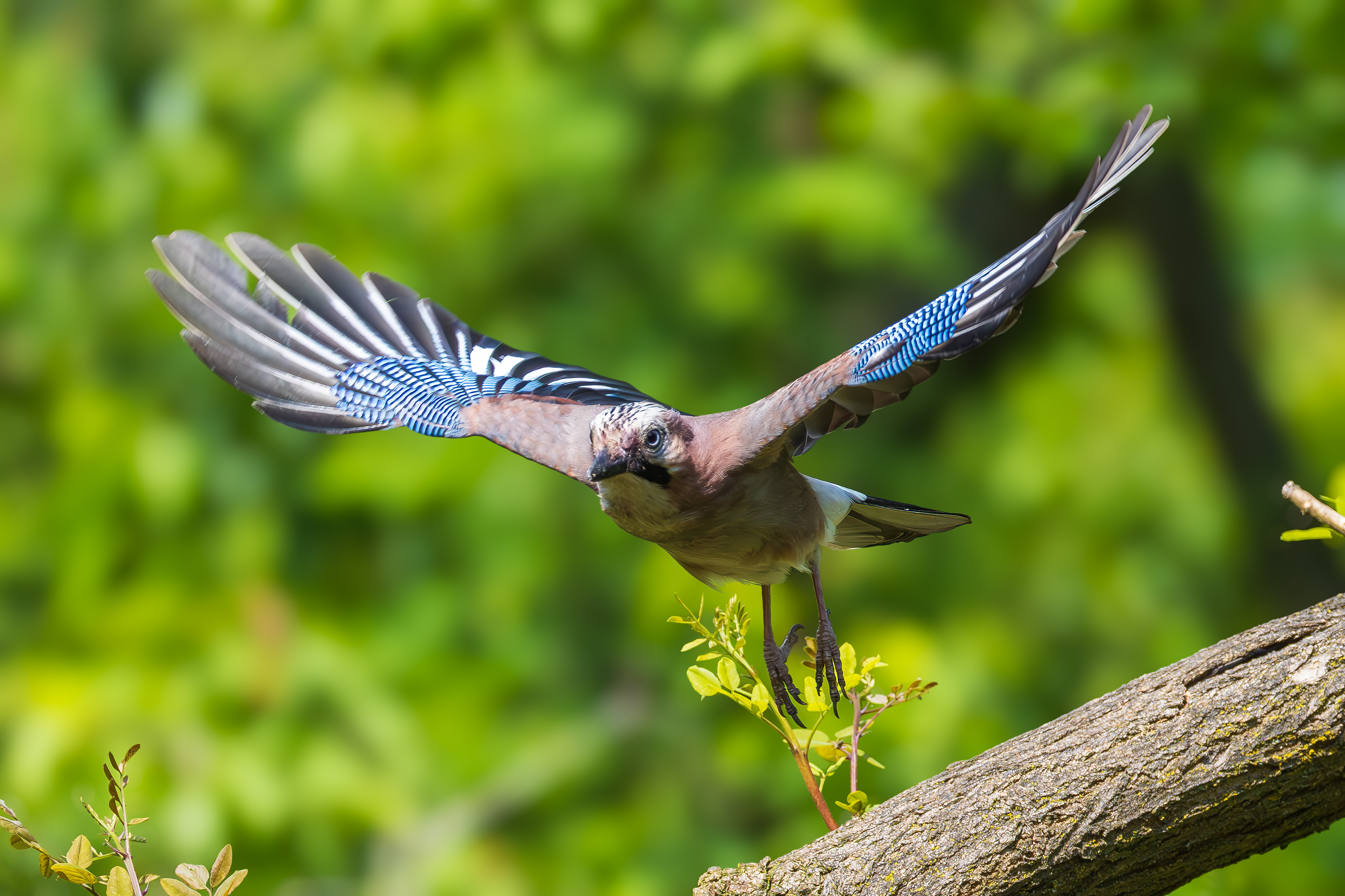 Eurasian jay