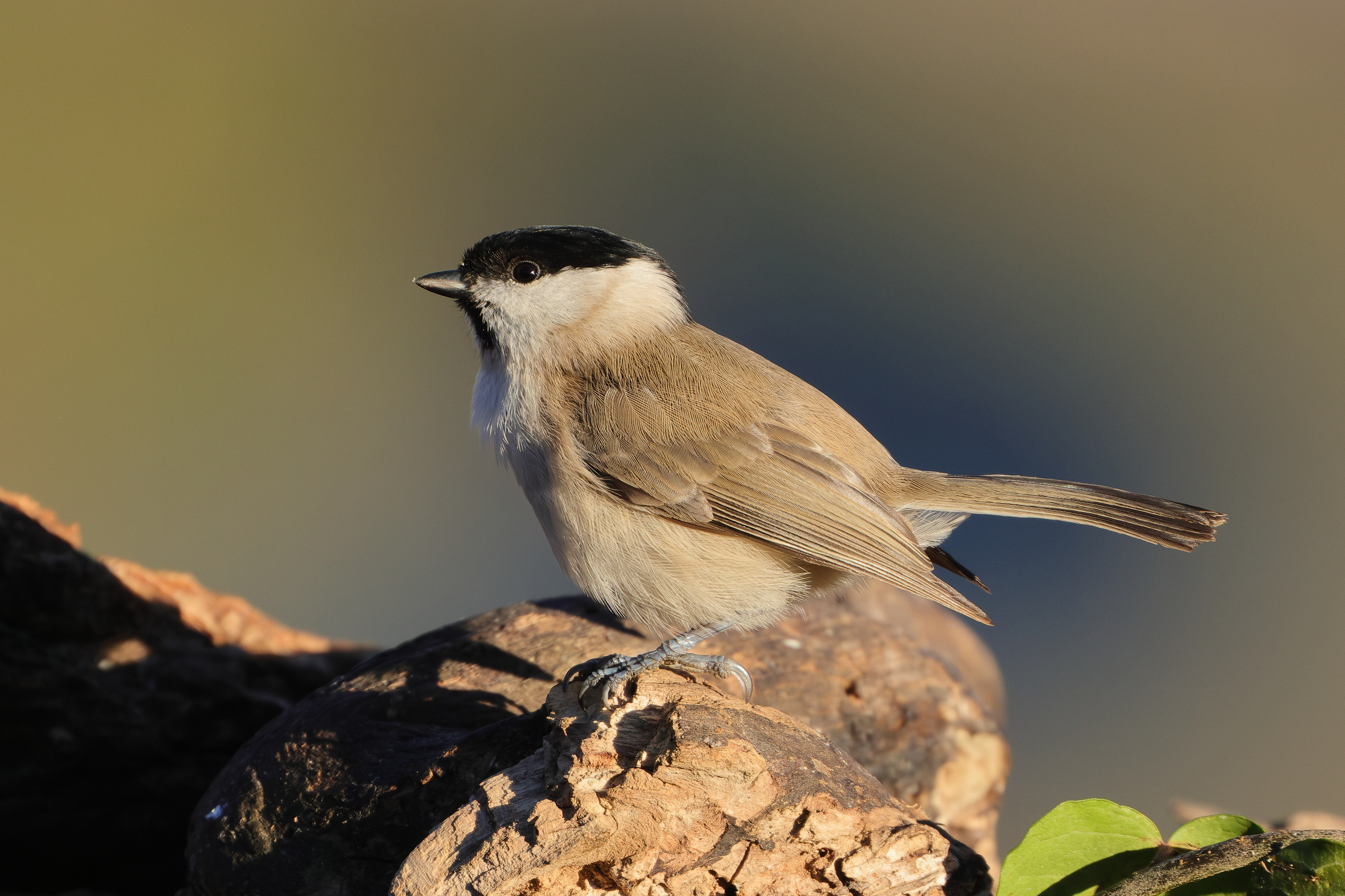 Marsh tit