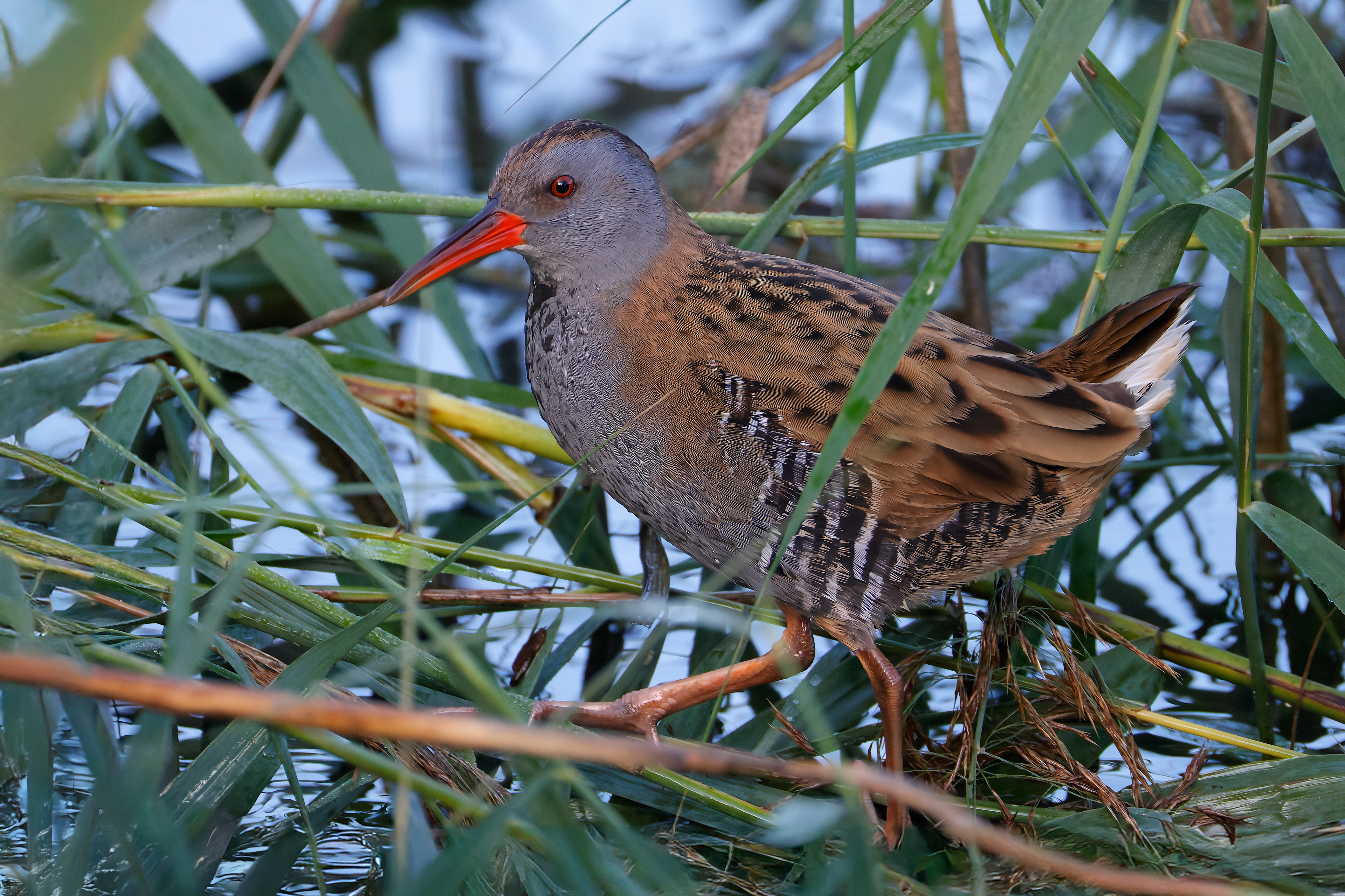 Water rail