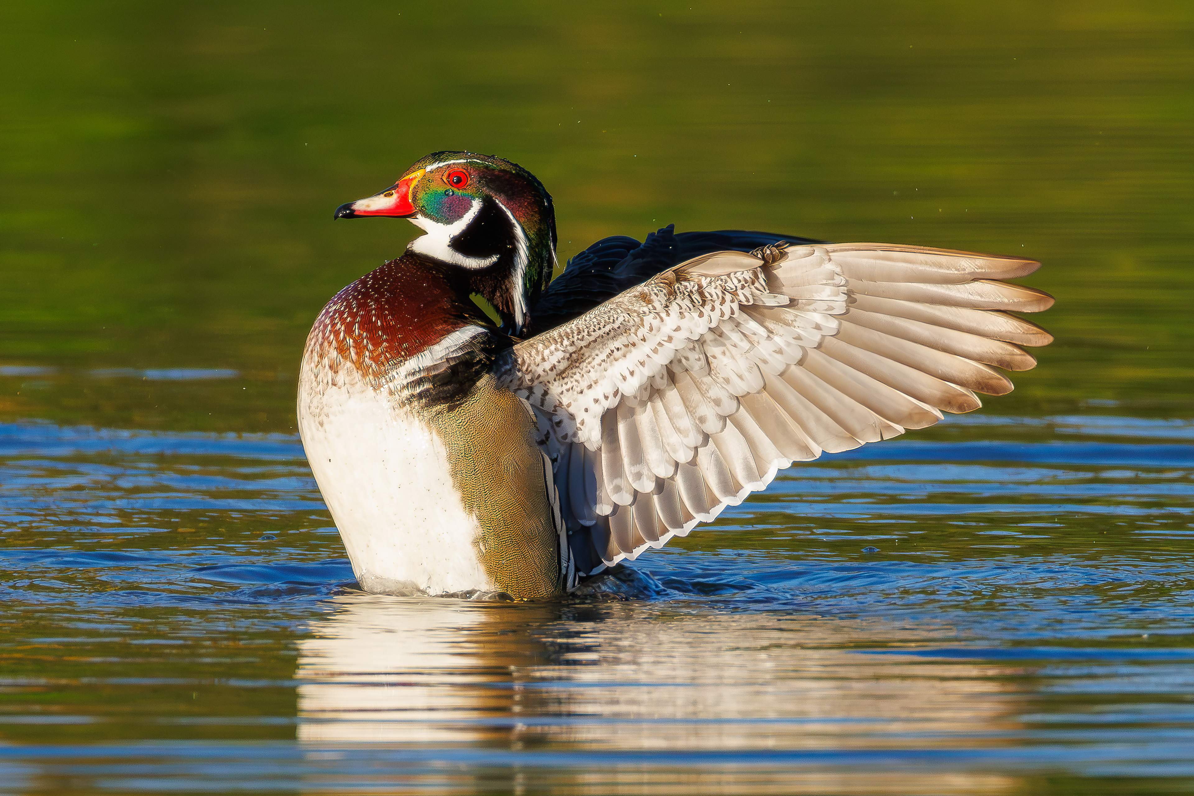 Wood duck