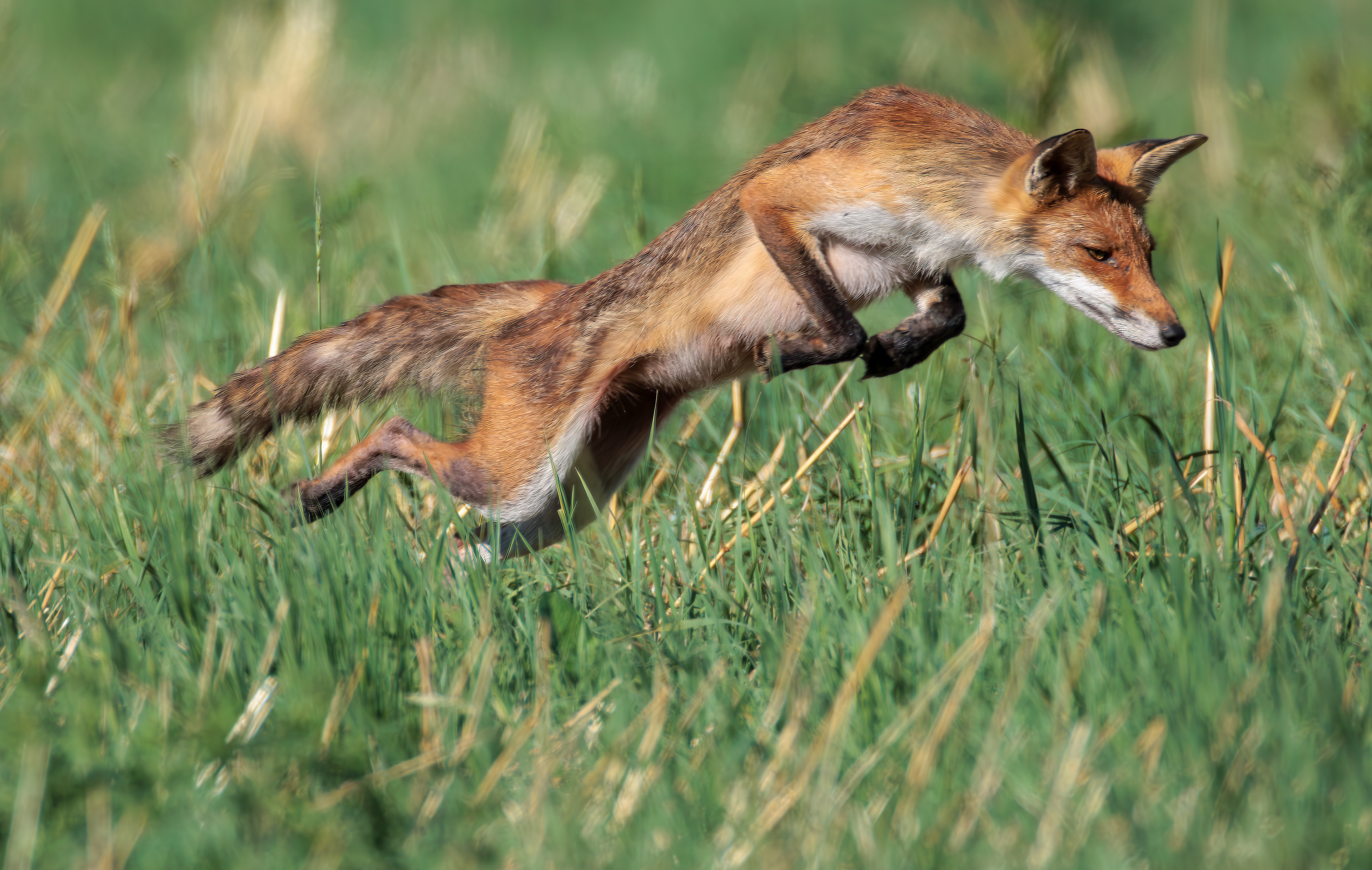 Common red fox