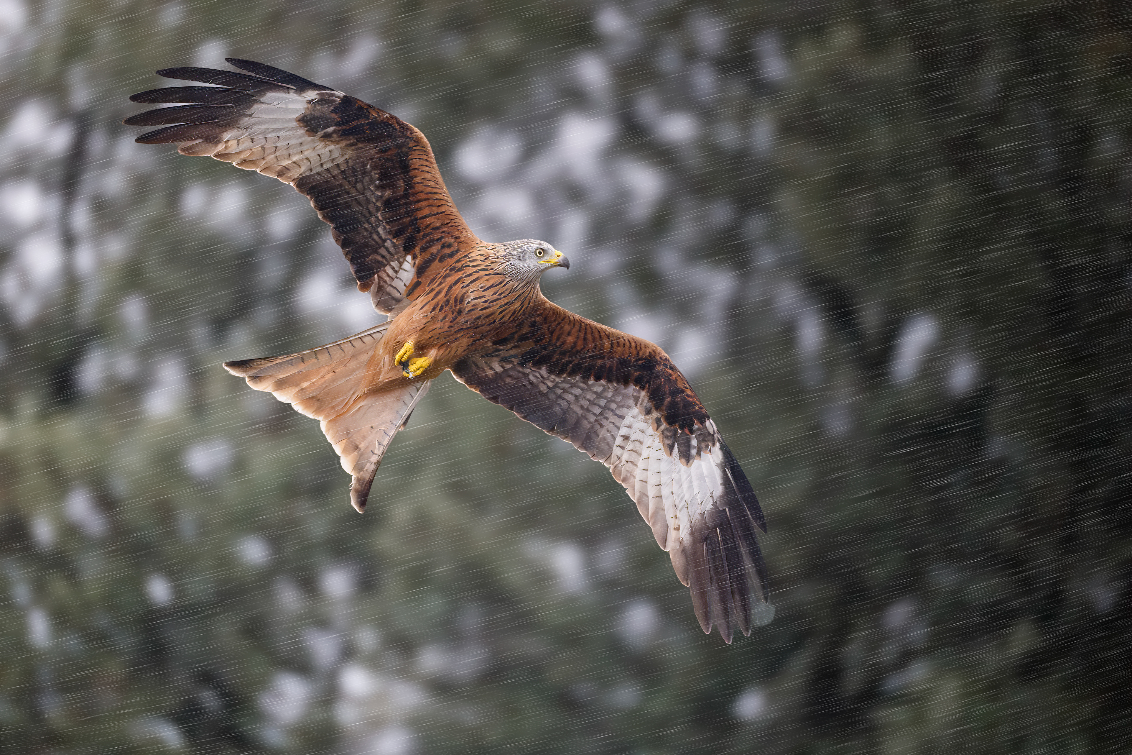 Nibbio reale - bosco - pioggia