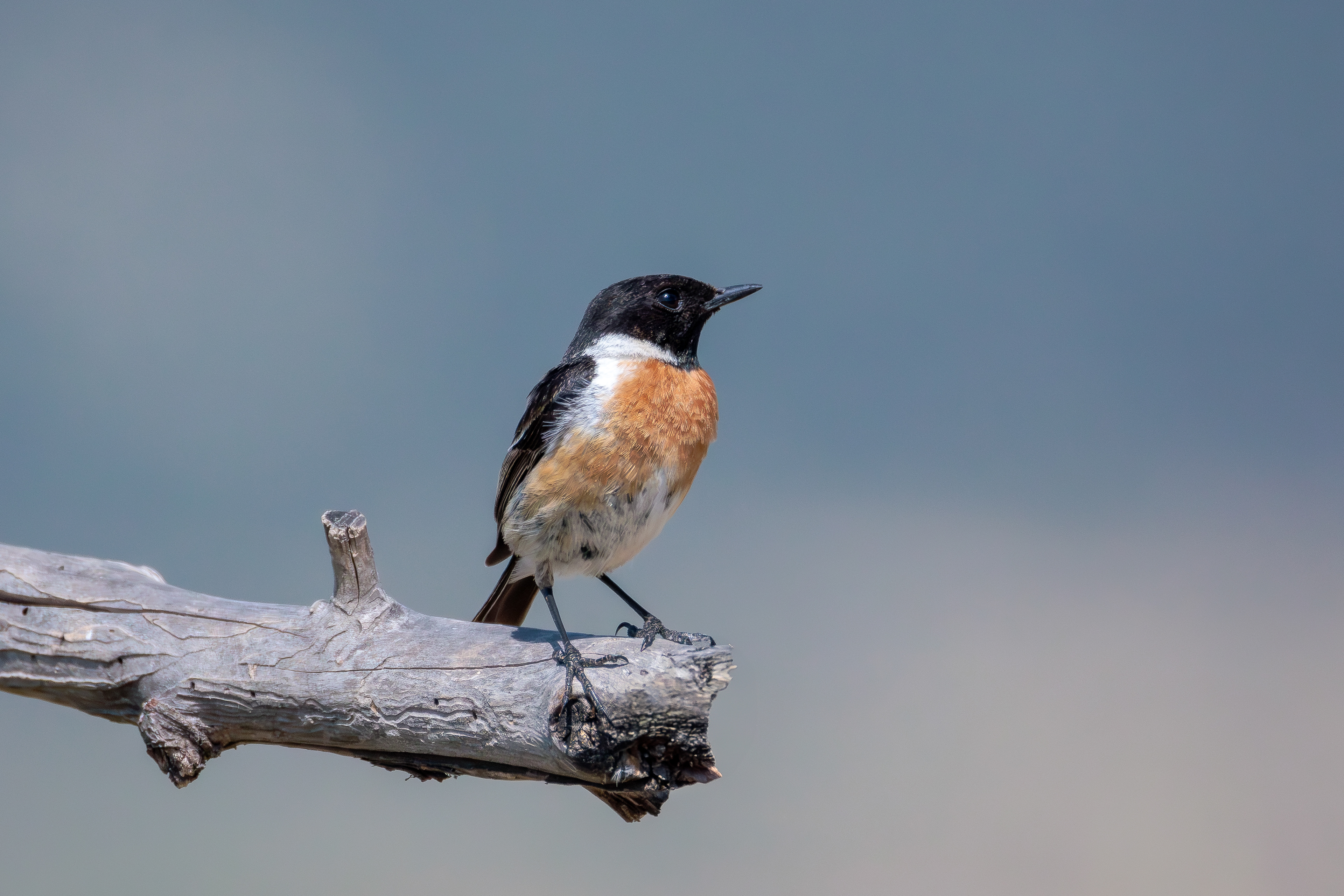 African stonechat