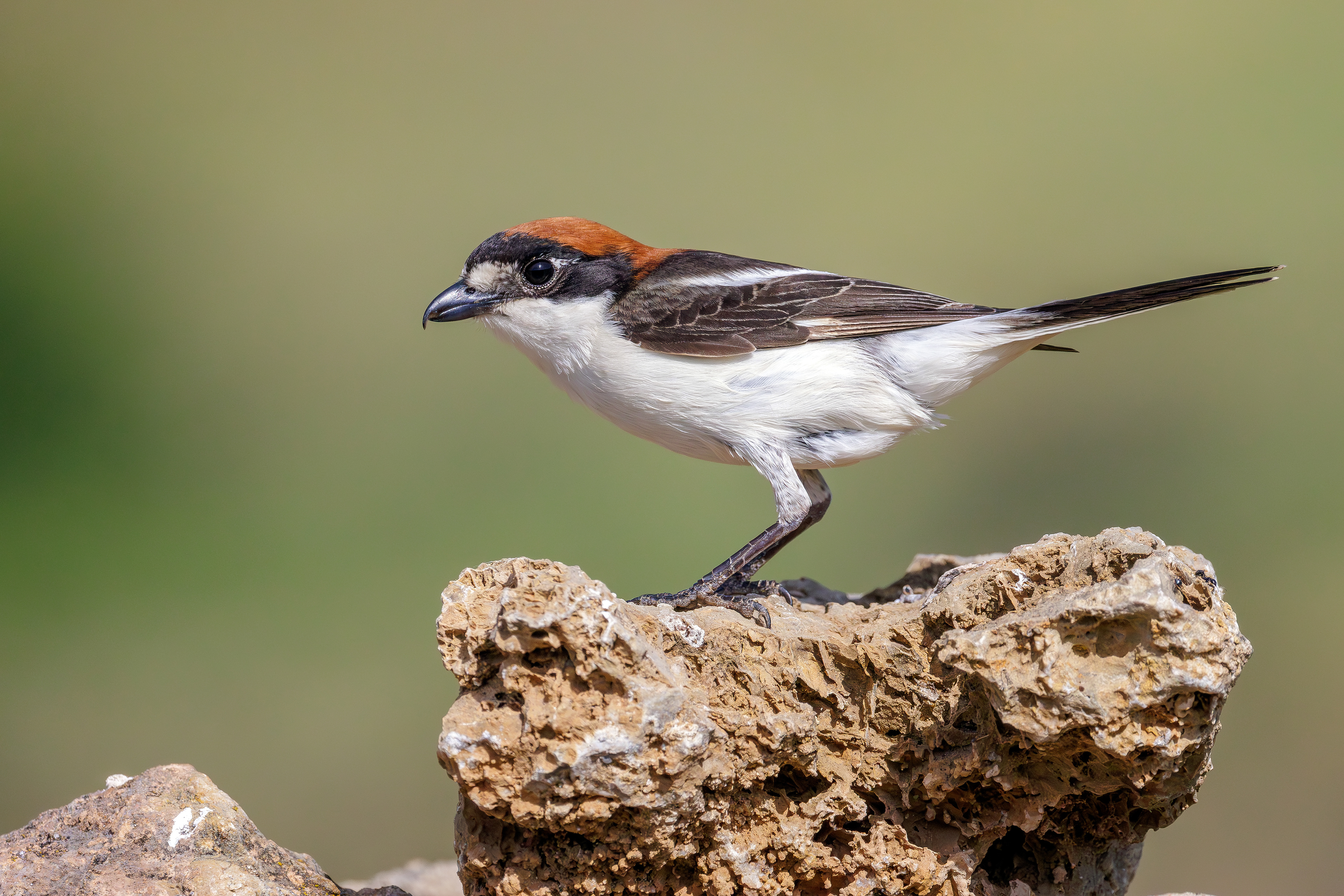 Woodchat shrike