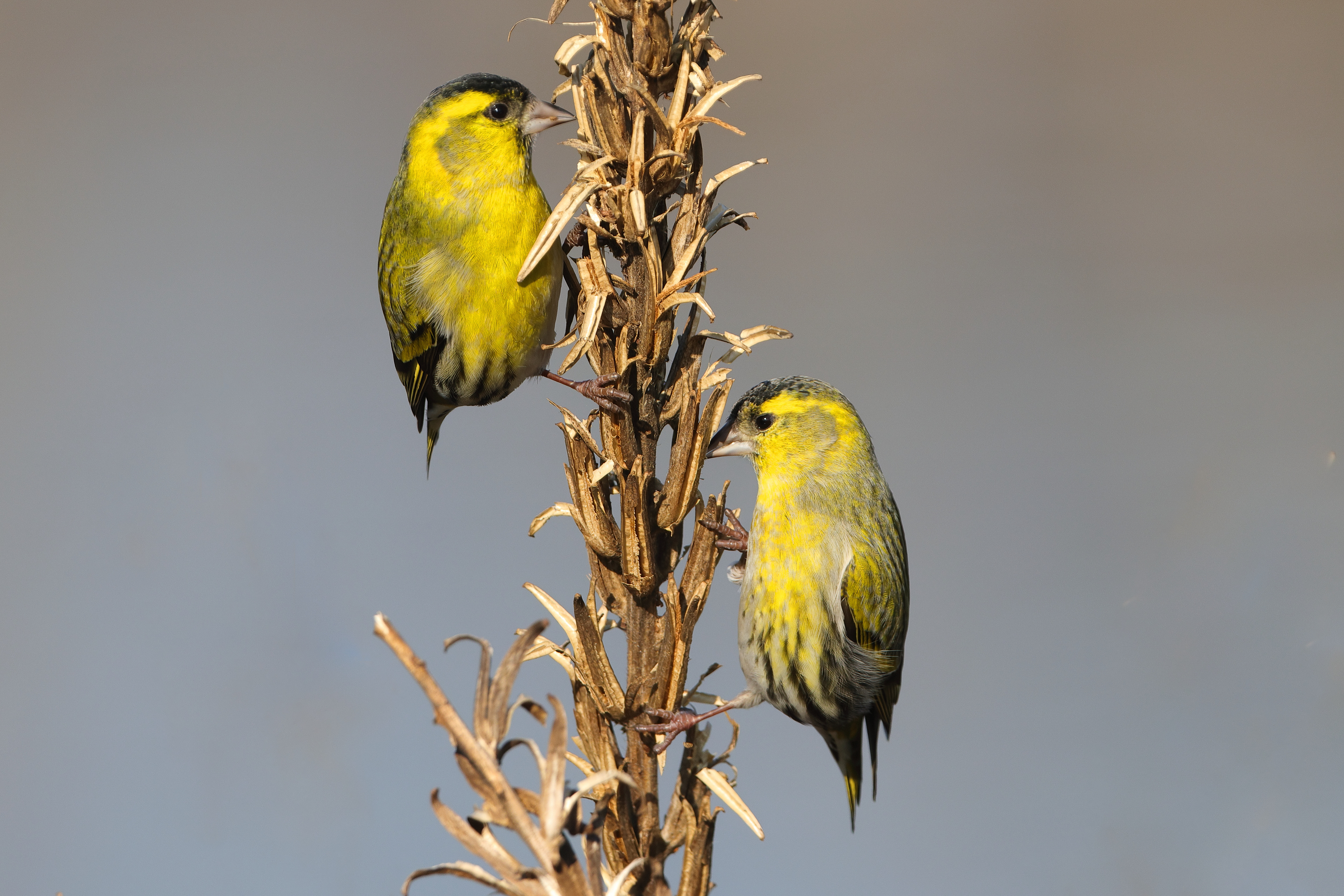 Eurasian siskin