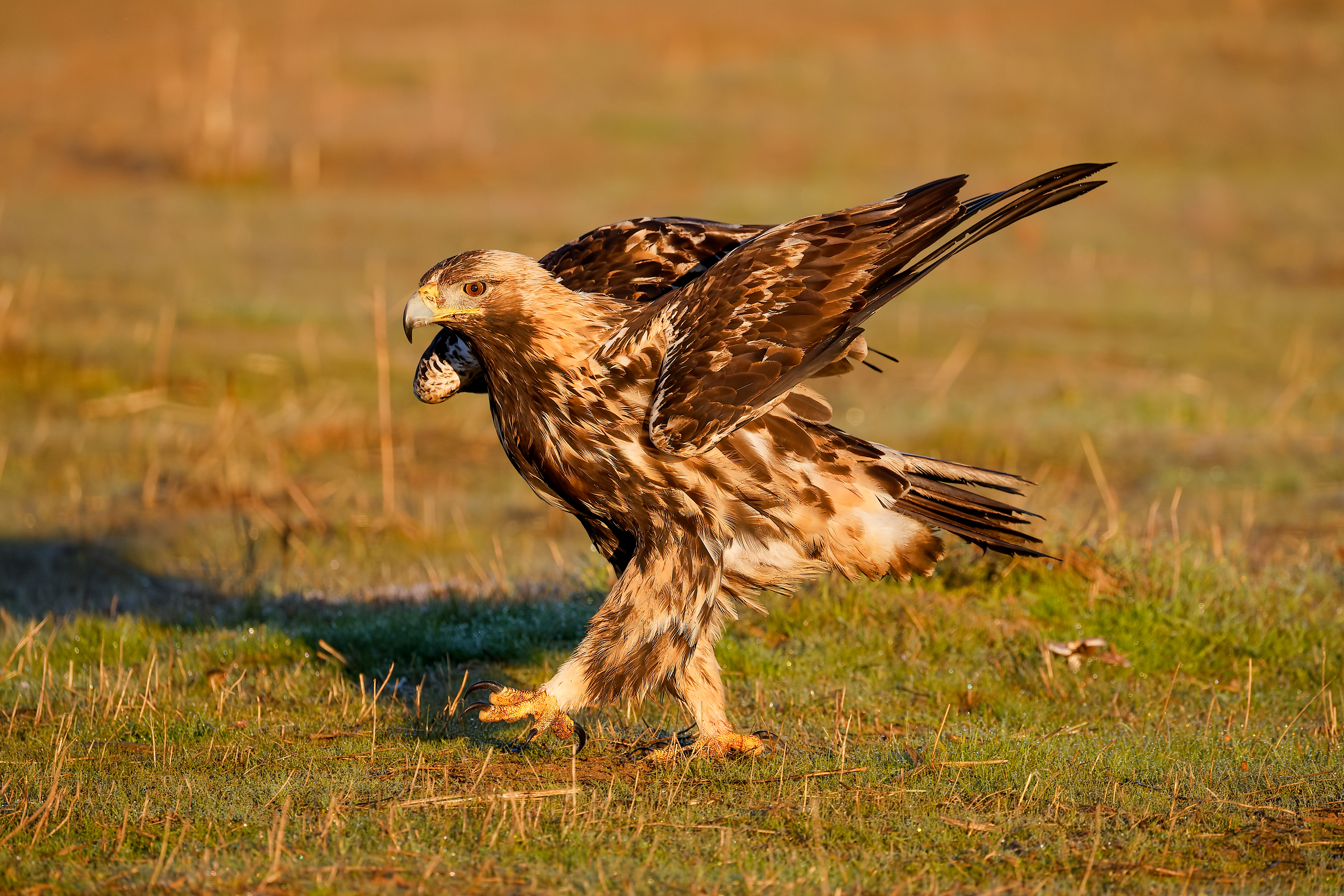 Aquila imperiale - al suolo