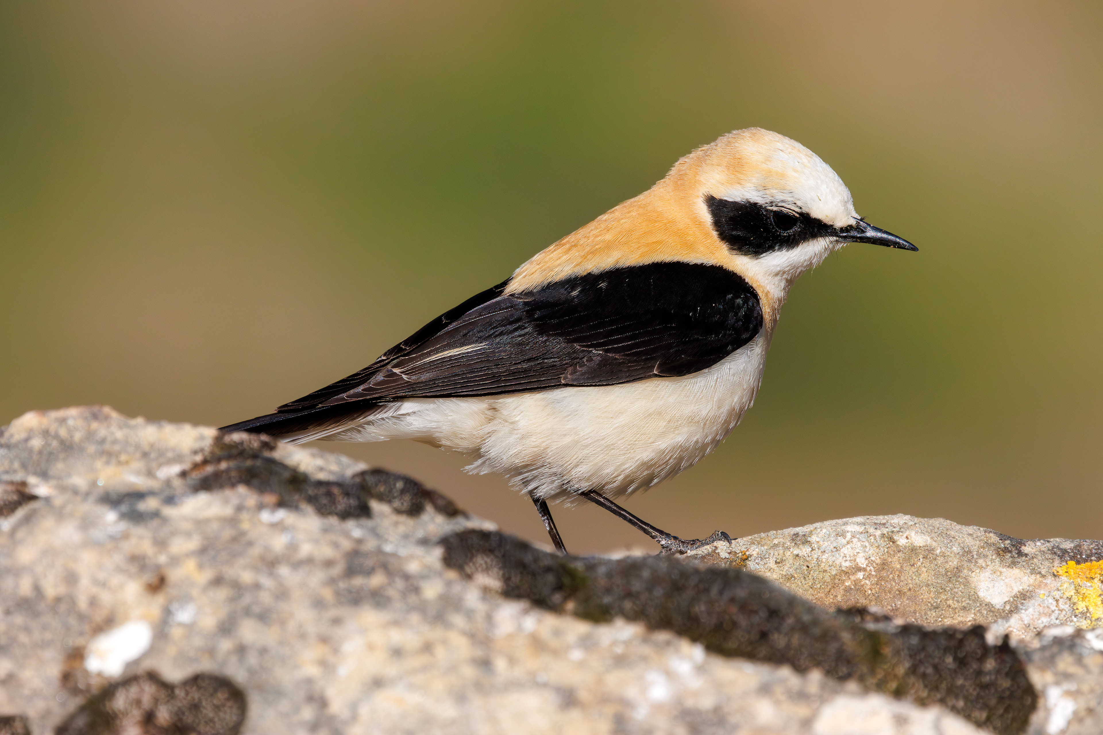 Monachella occidentale