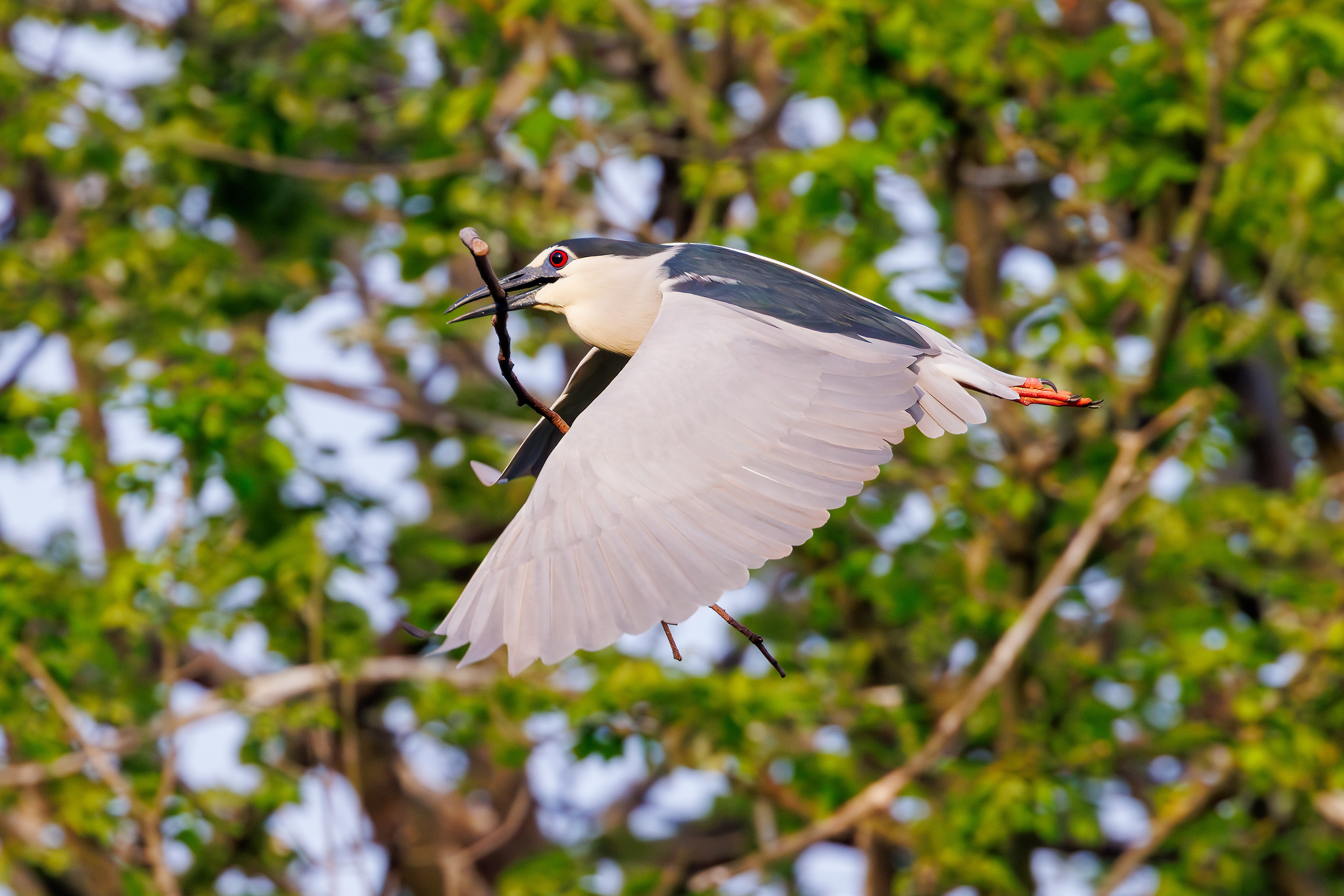 Night heron