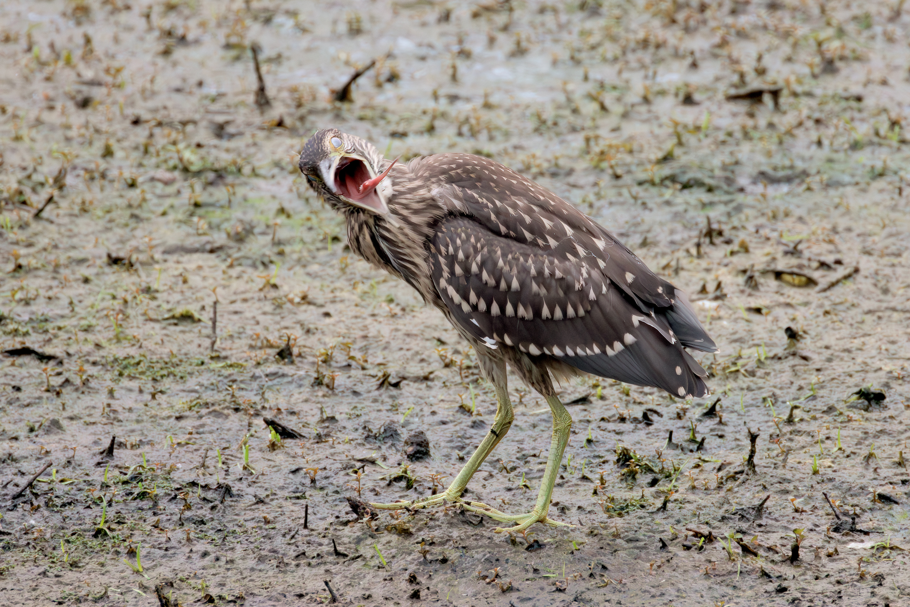 Night heron