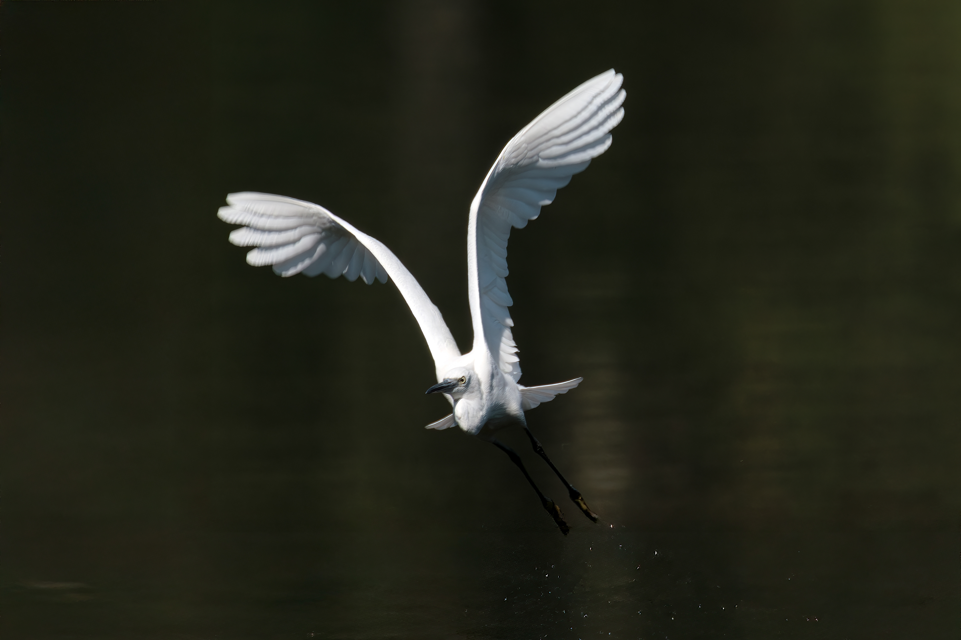 Little egret