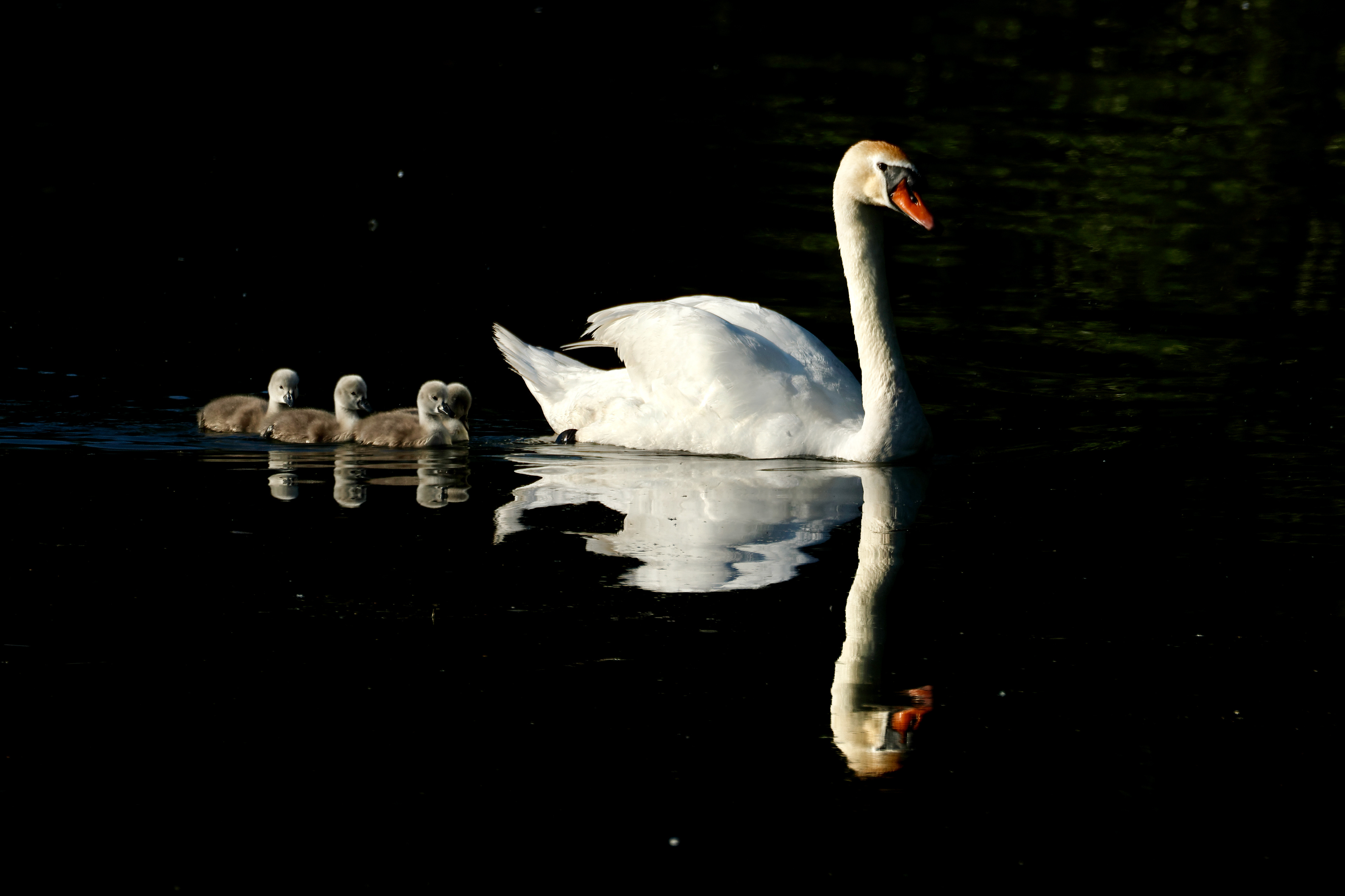 Cigno reale