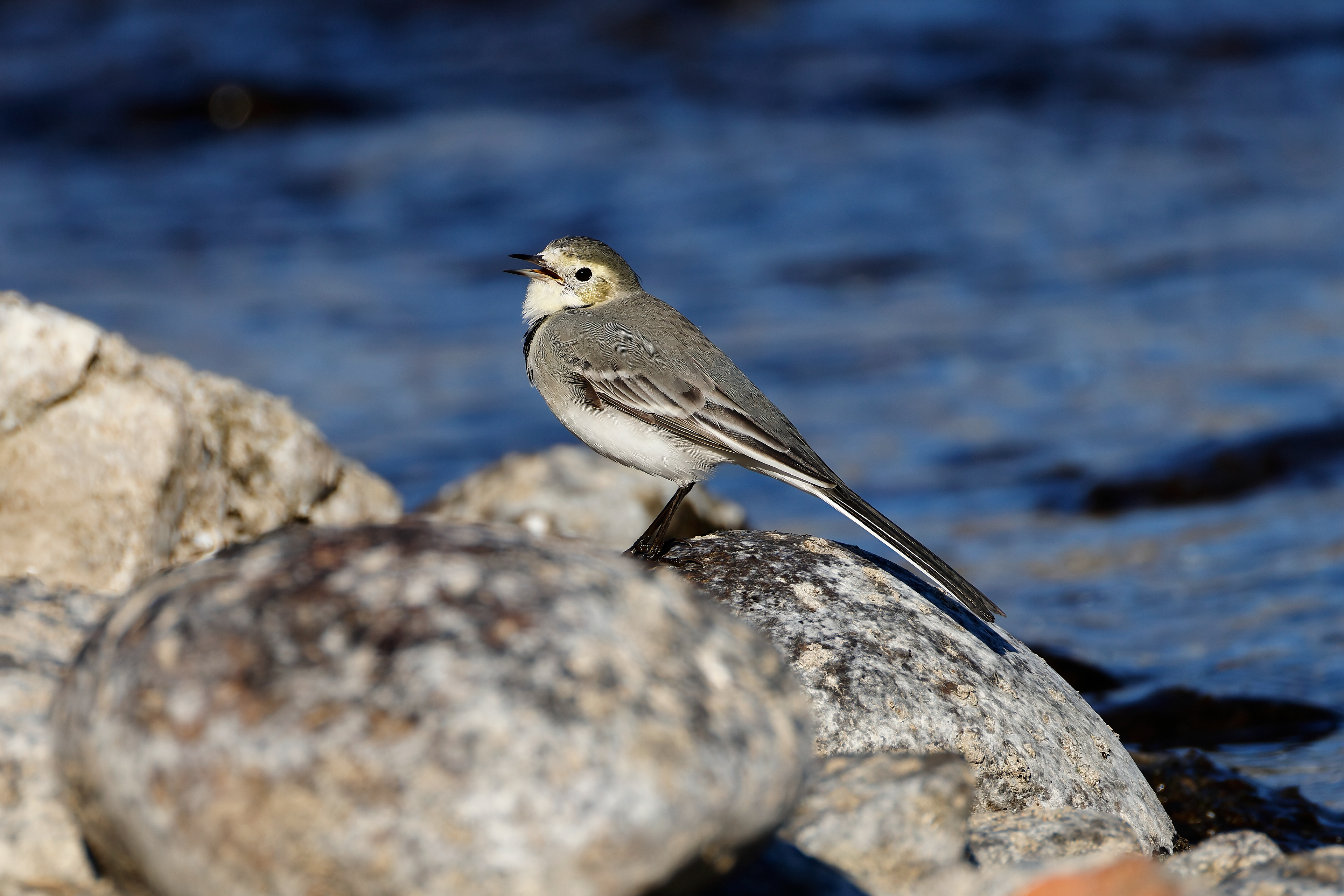 White wagtail