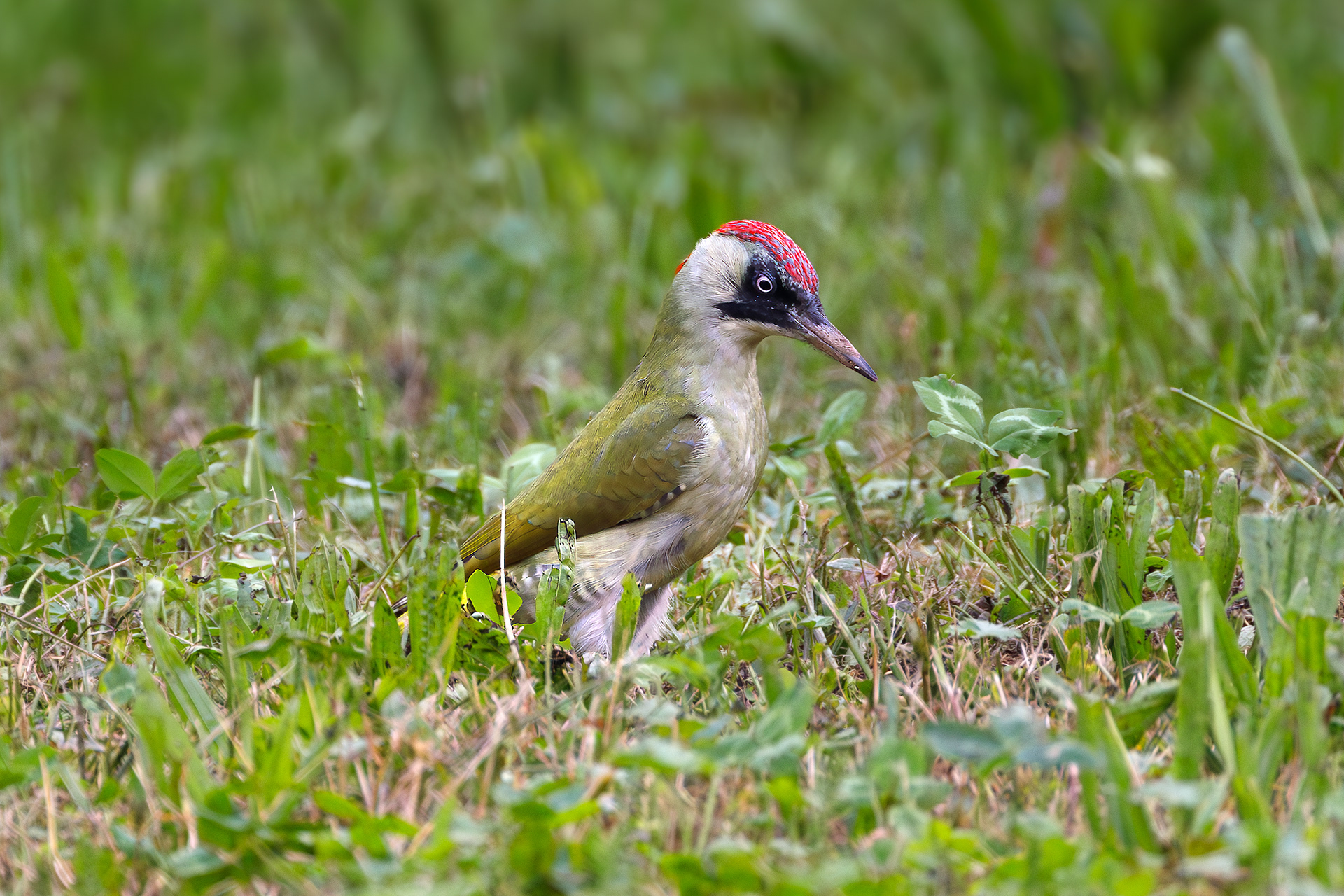Picchio verde