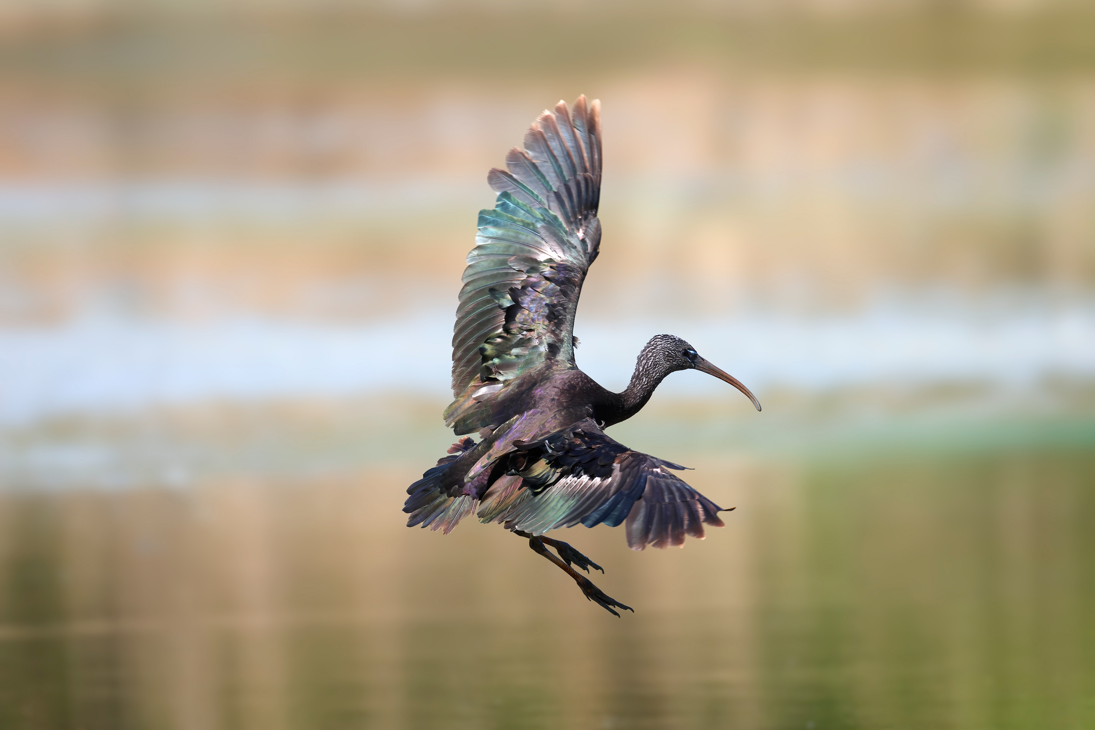 Glossy ibis