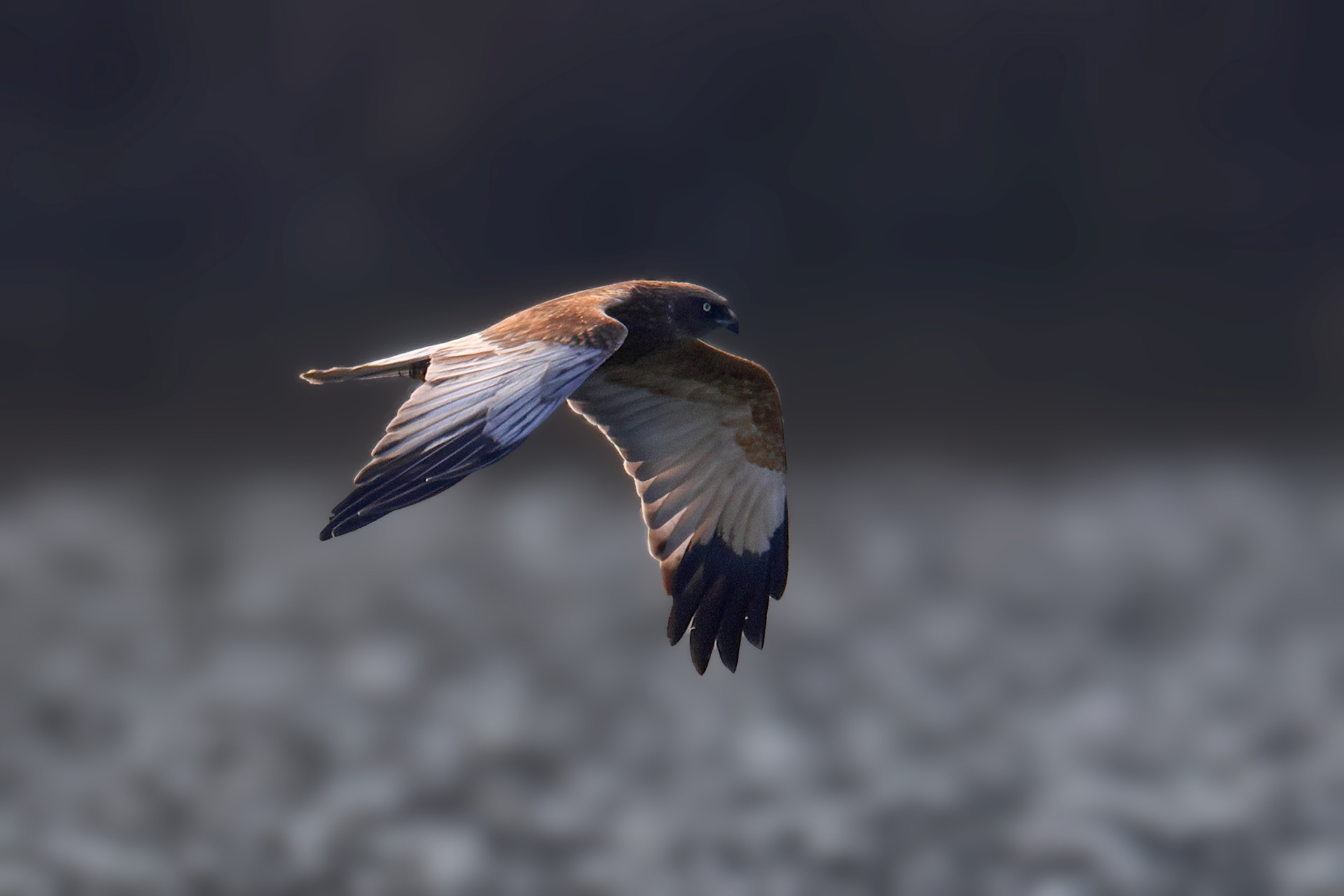 Marsh harrier
