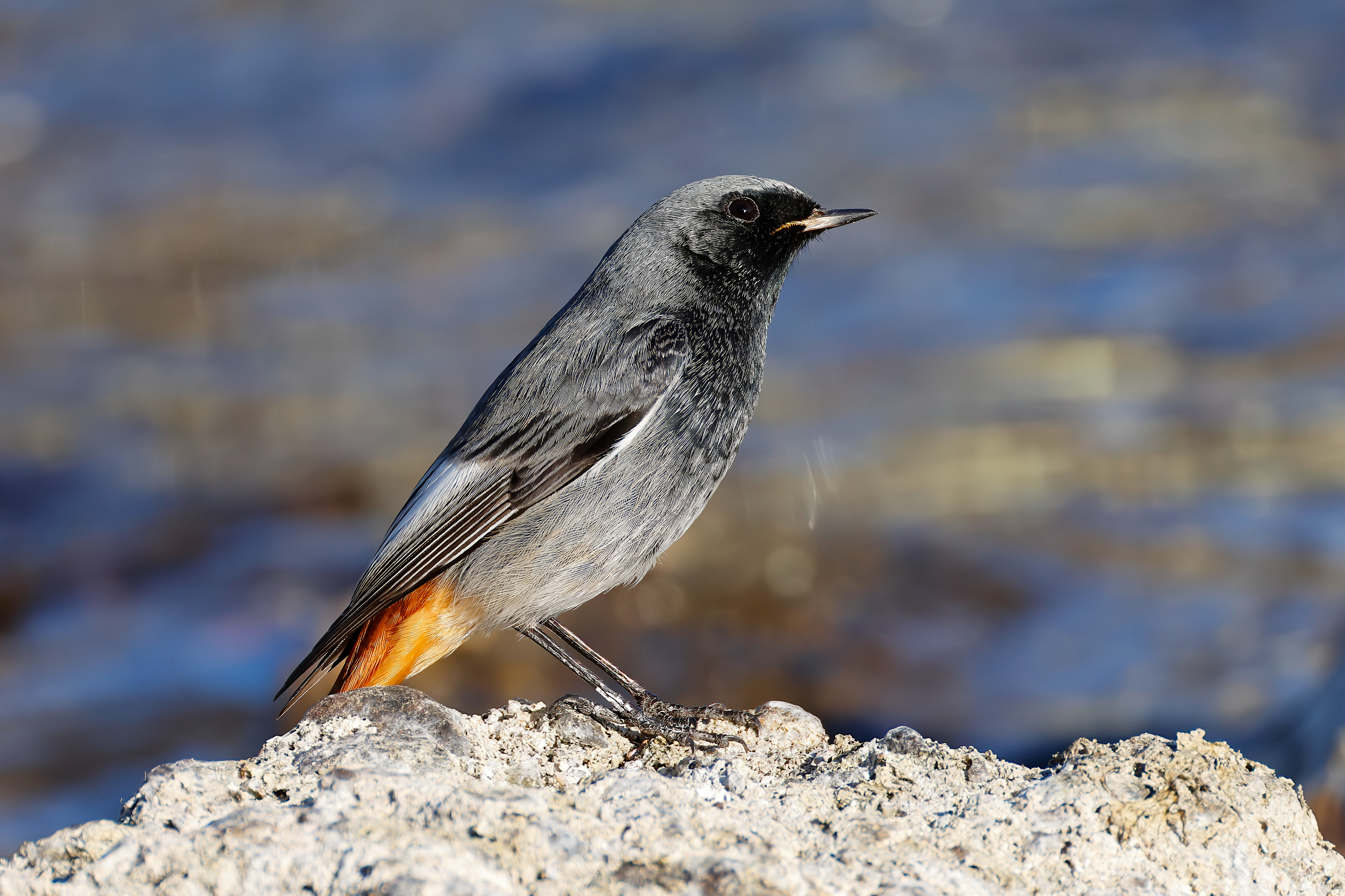 Black redstart