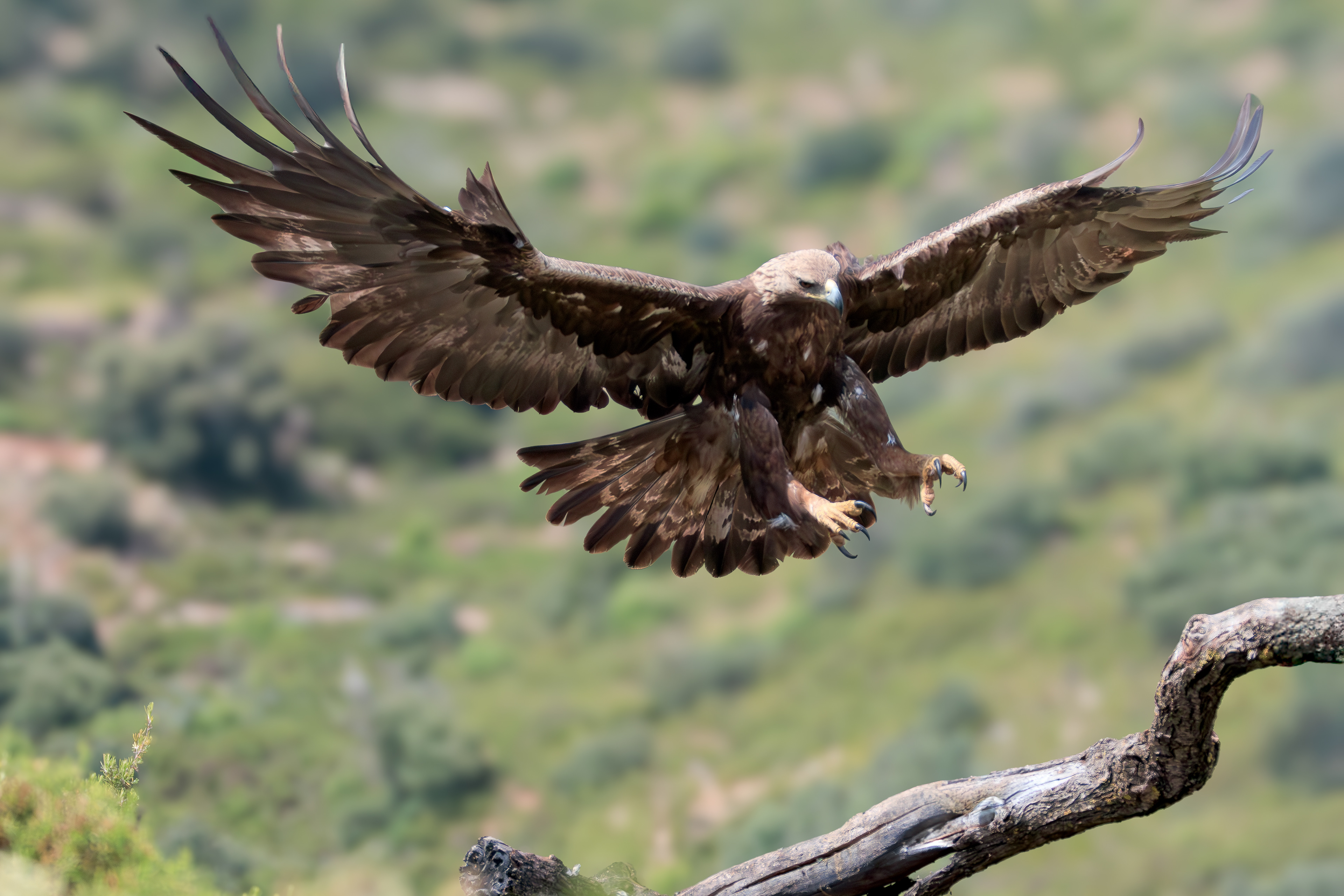 Golden eagle