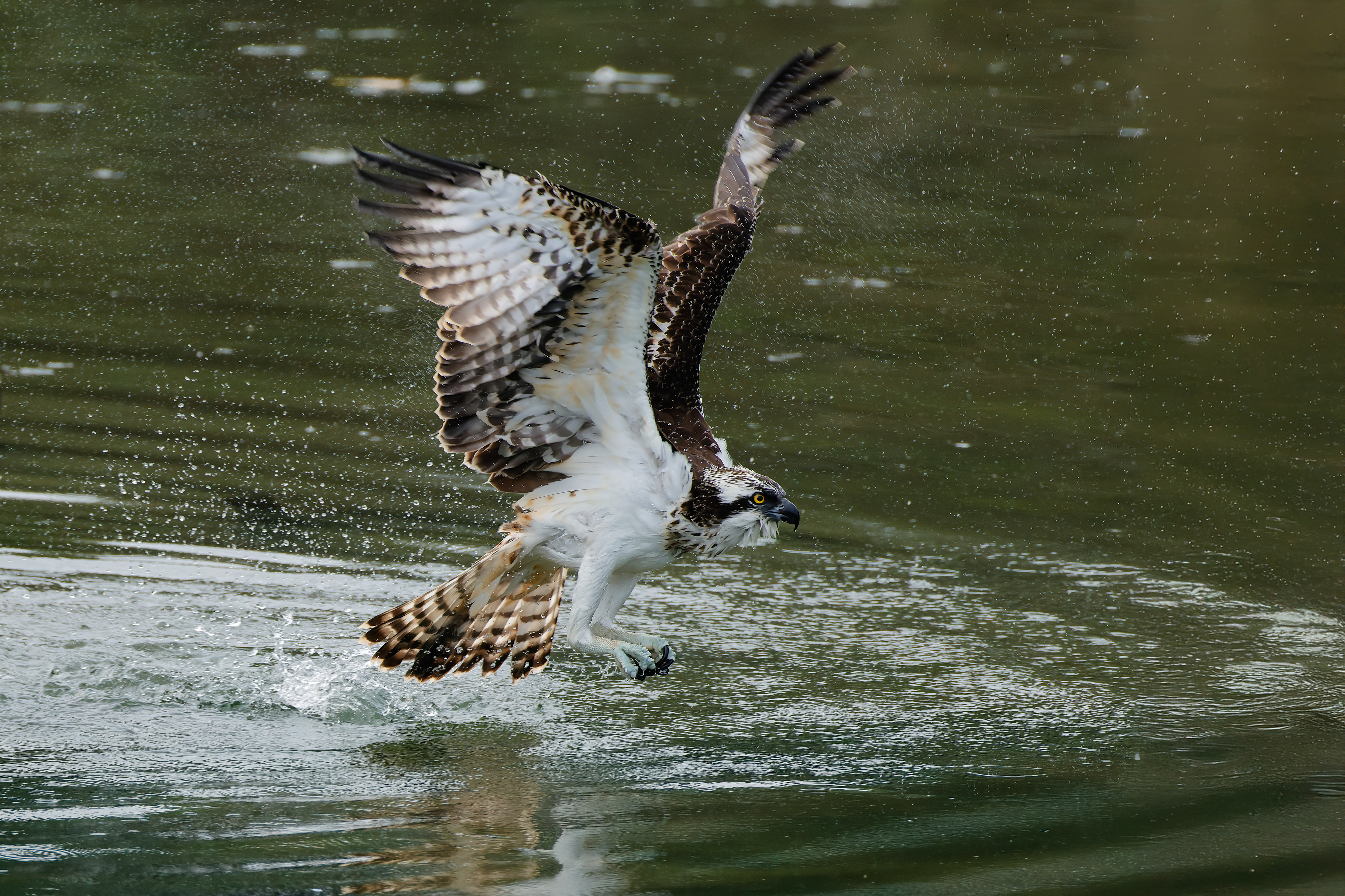 Decollo dall' acqua_13