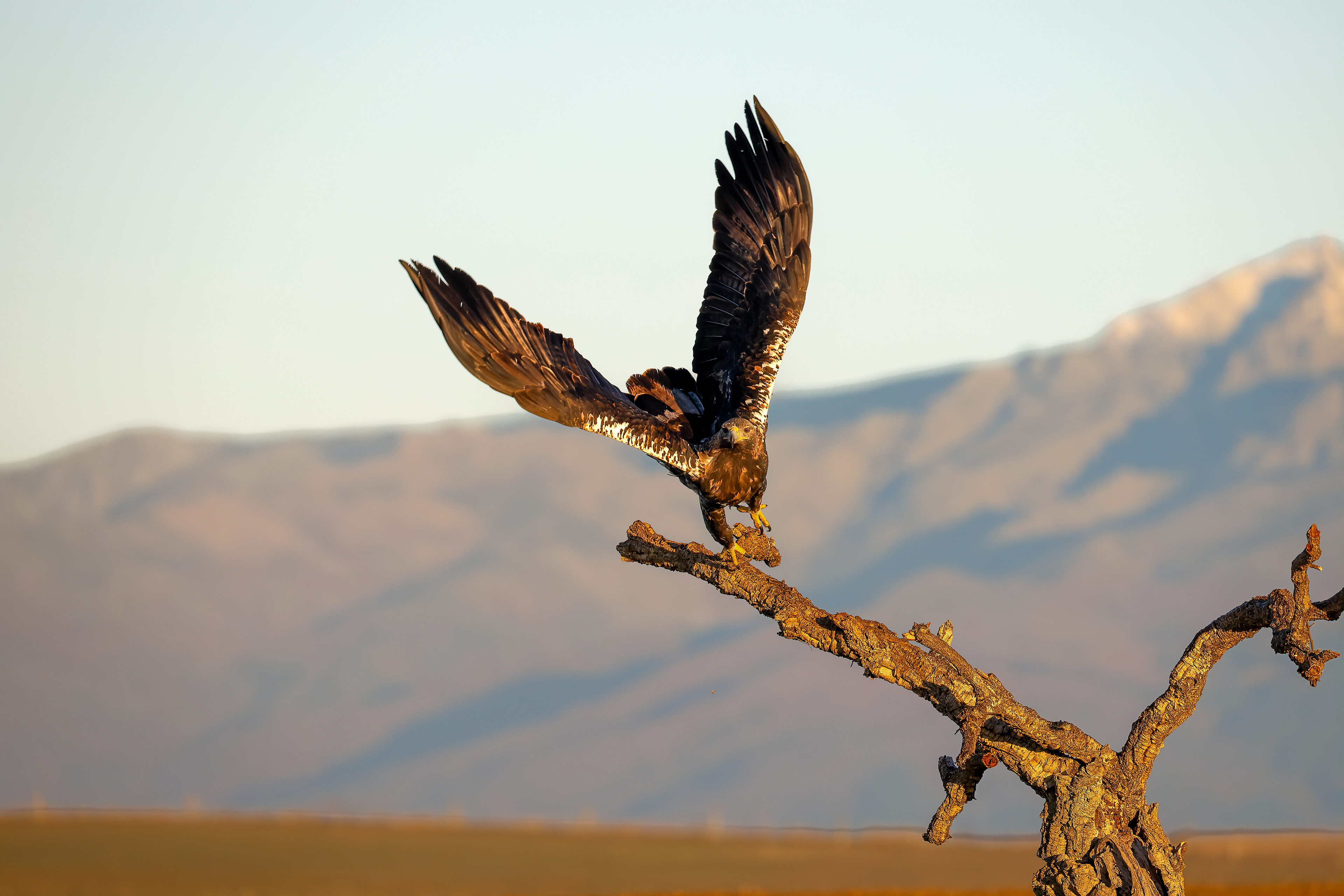 Aquila imperiale - decollo, steppa