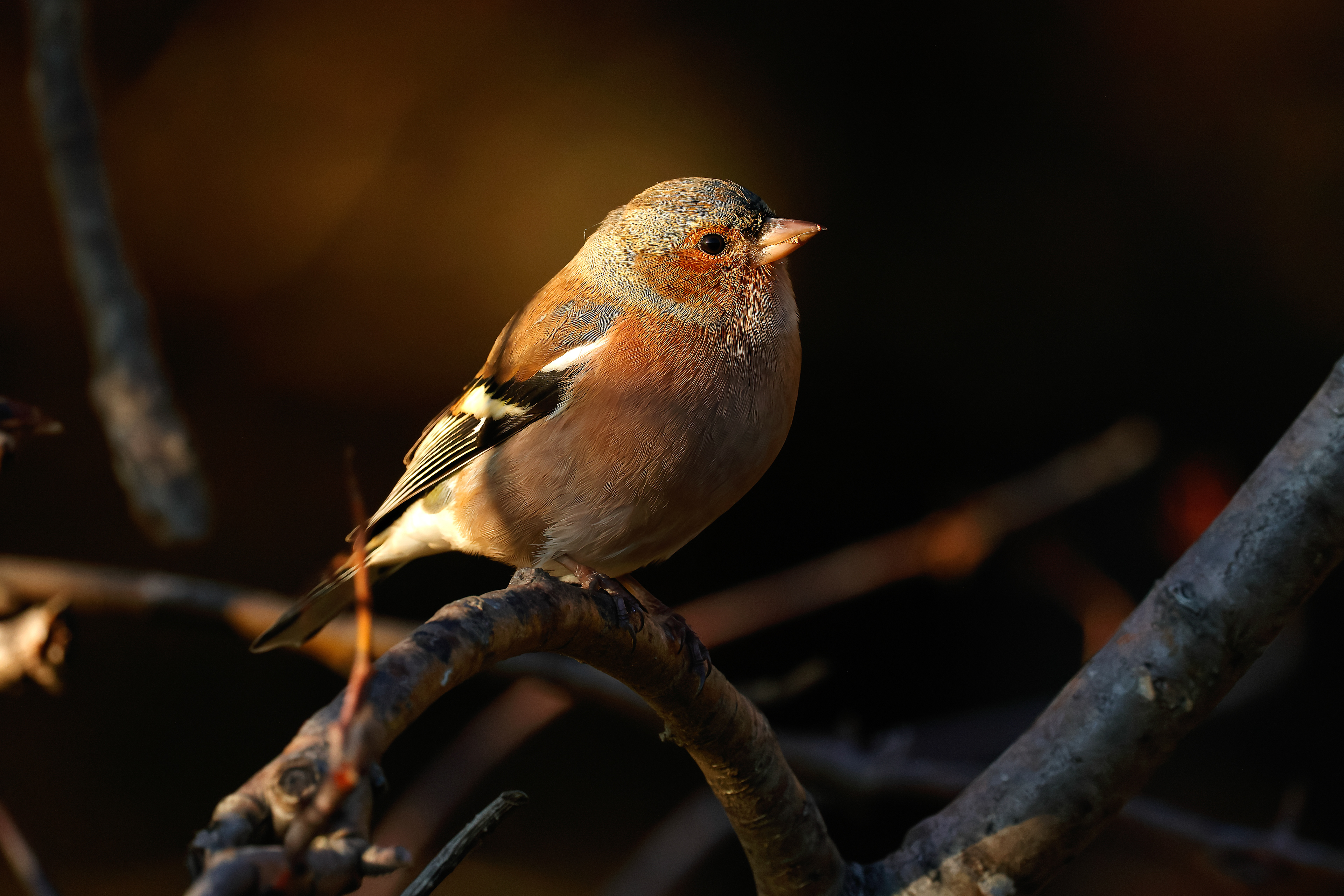 Eurasian chaffinch