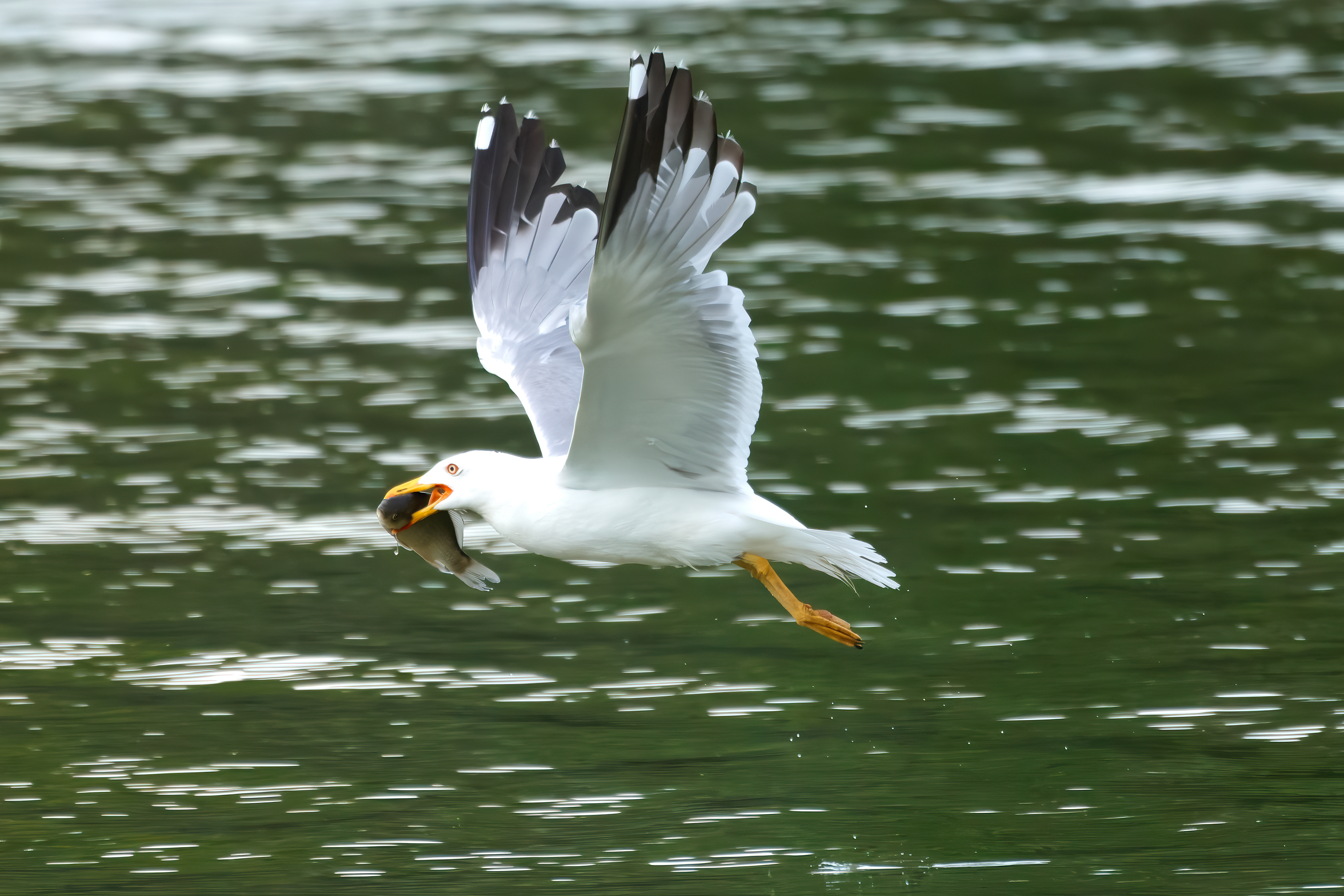 Yellow-legged gull