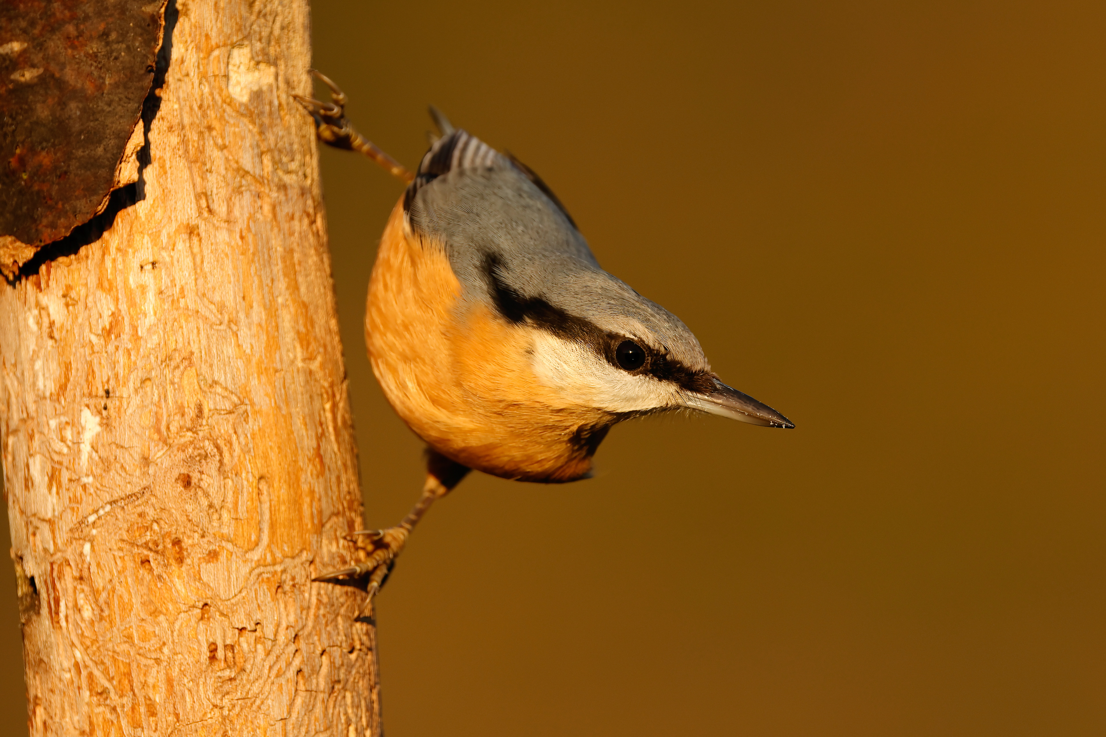 Eurasian nuthatch