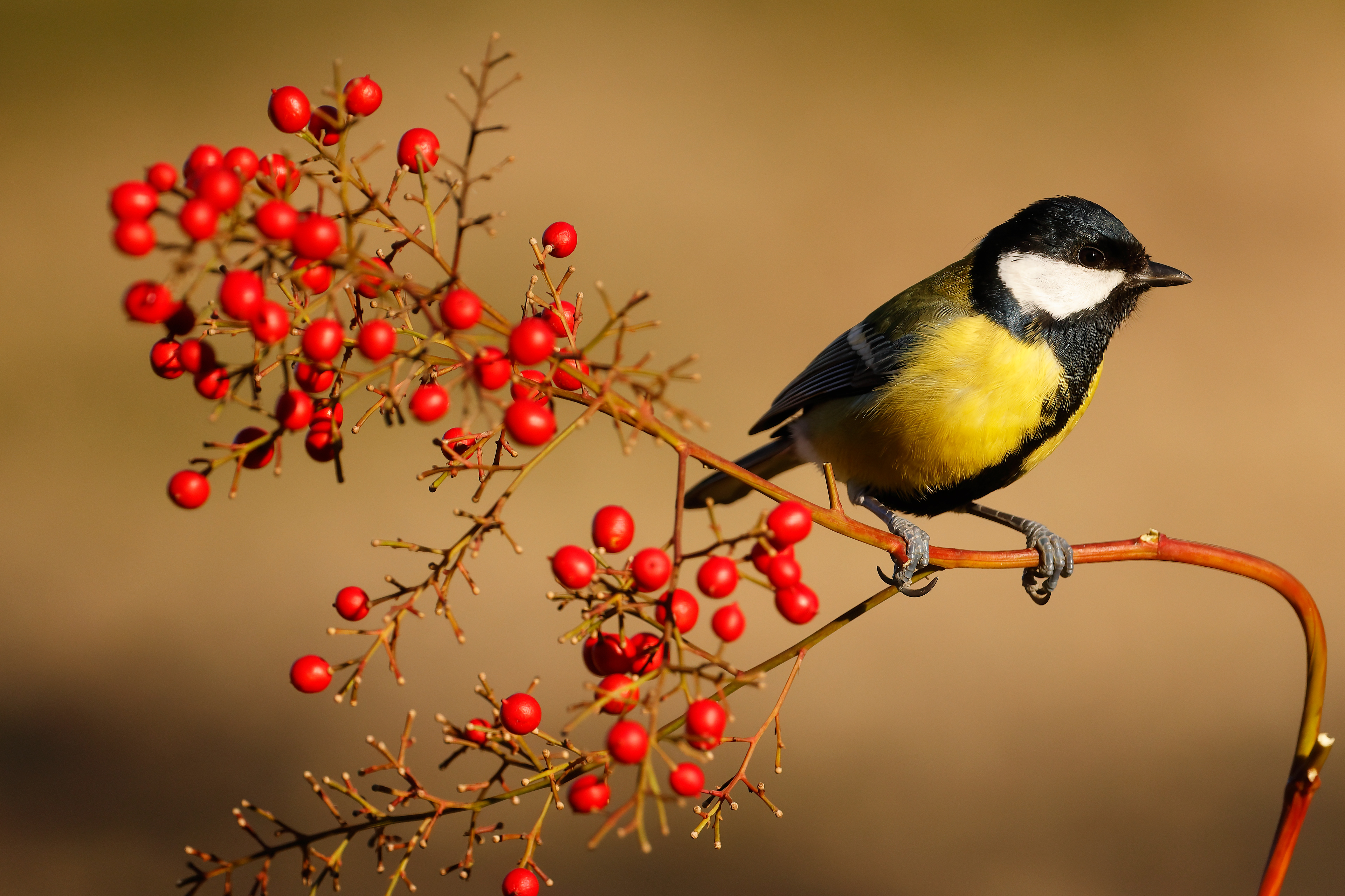 Great tit