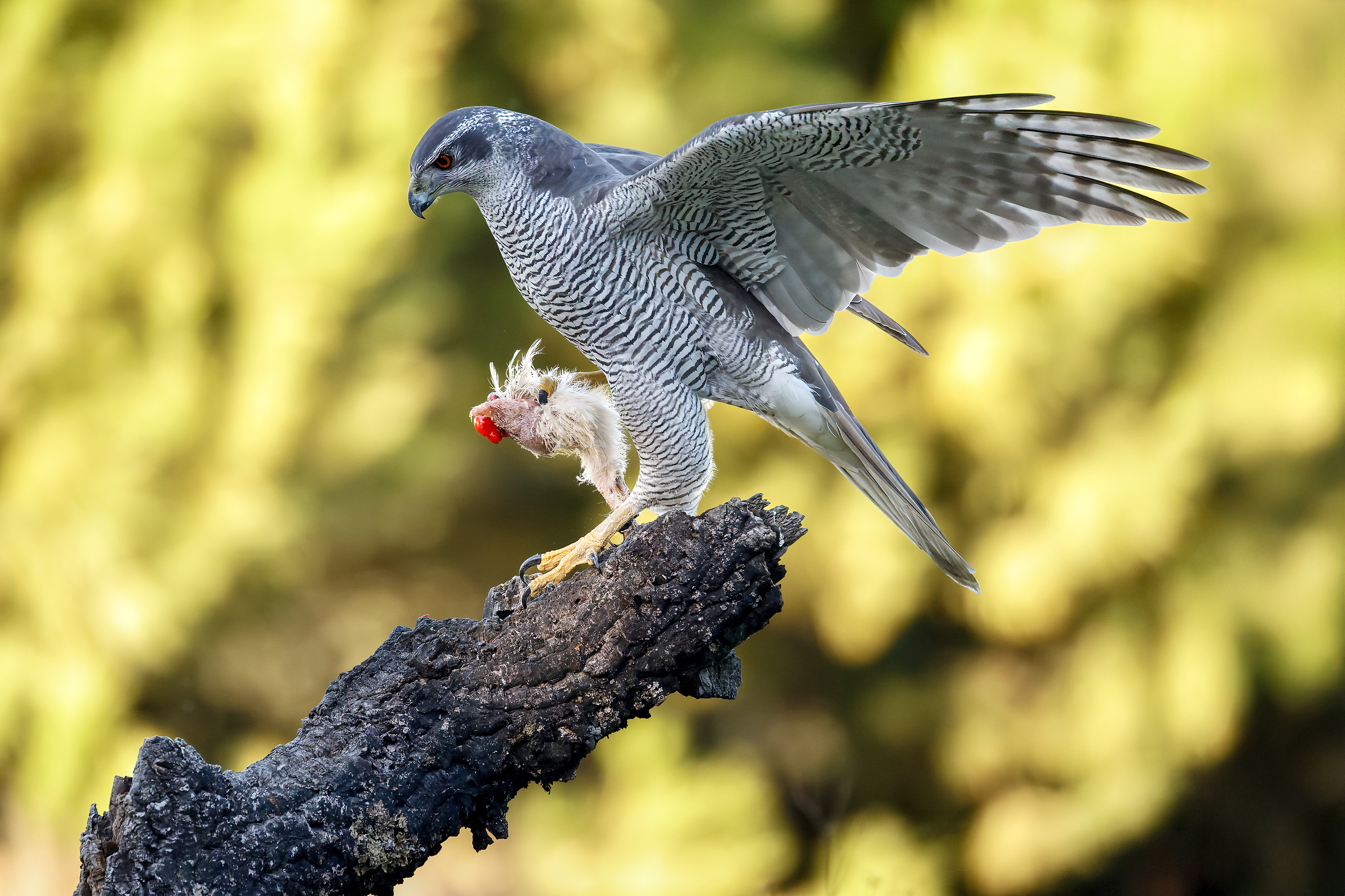 Astore - bosco in penombra