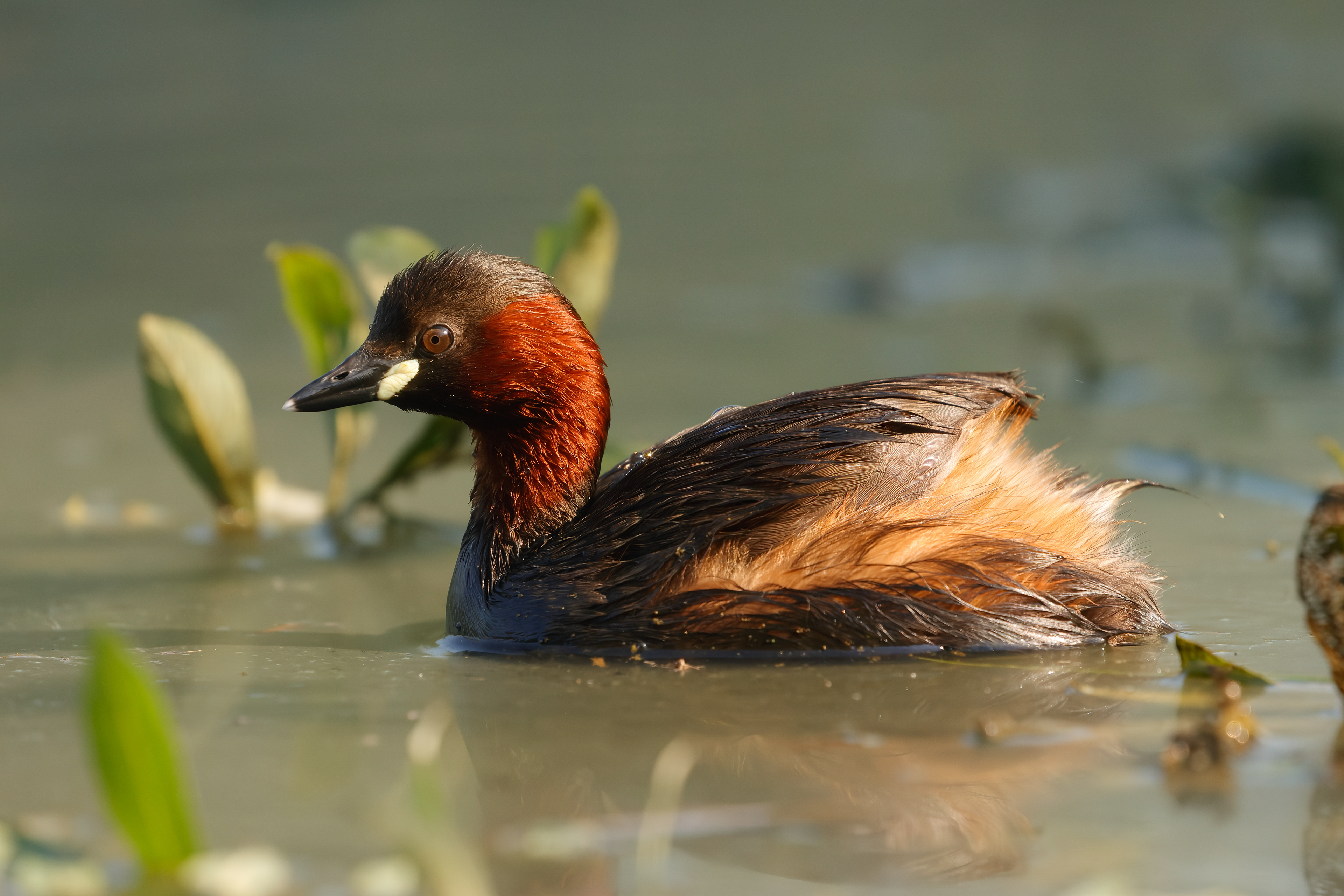 Little grebe_male