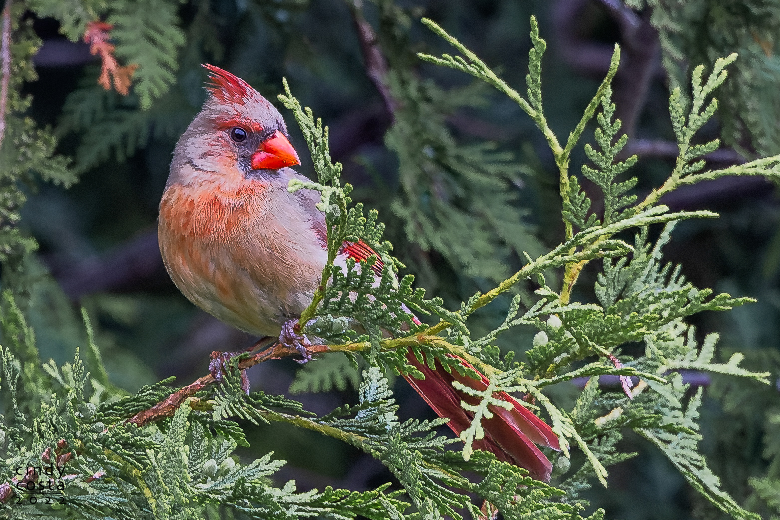 Norther Cardinal (female)