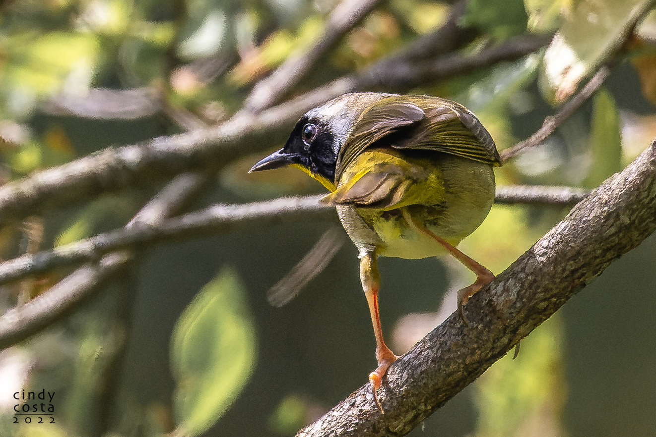 Common Yellow-throat