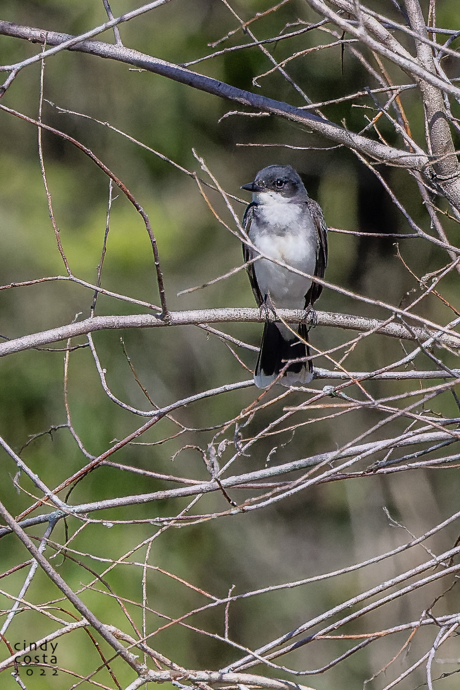 Eastern Kingbird