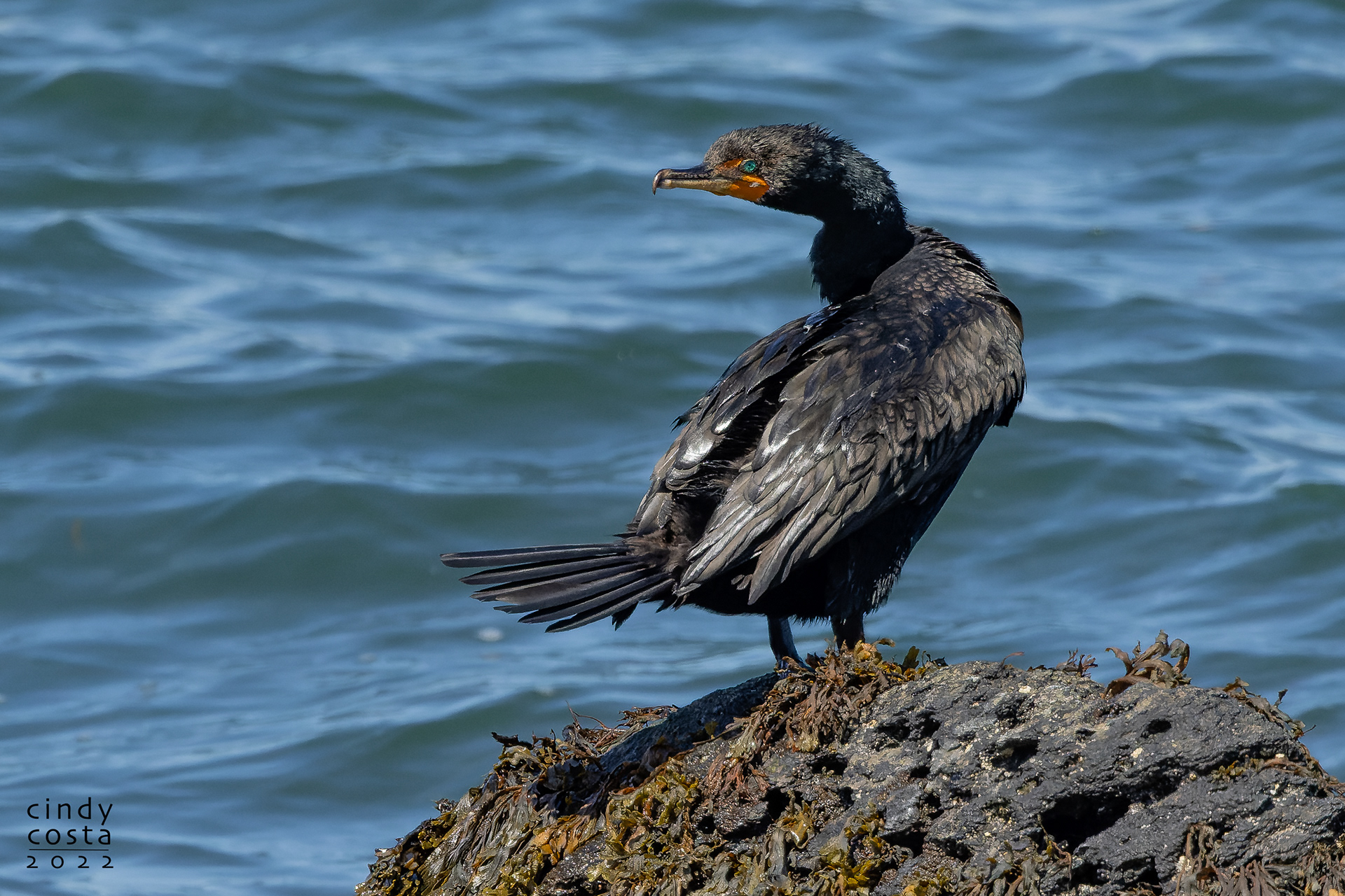 Double-breasted Cormorant