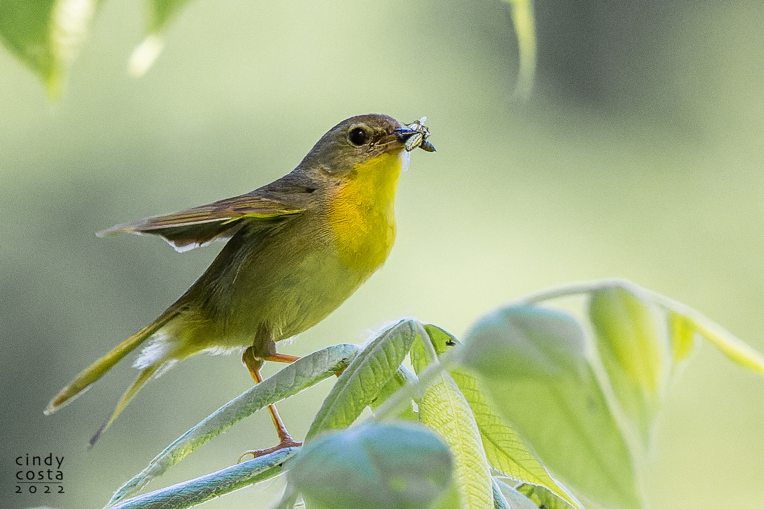 Common Yellowthroat (female)