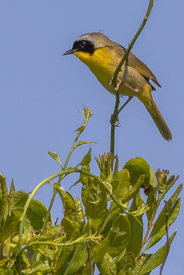 Common Yellowthroat Warbler