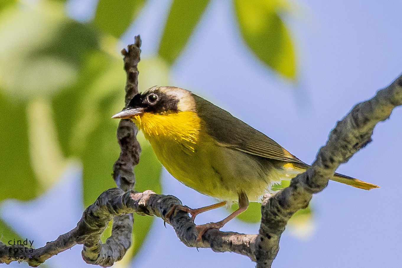 Common Yellowthroat (male)