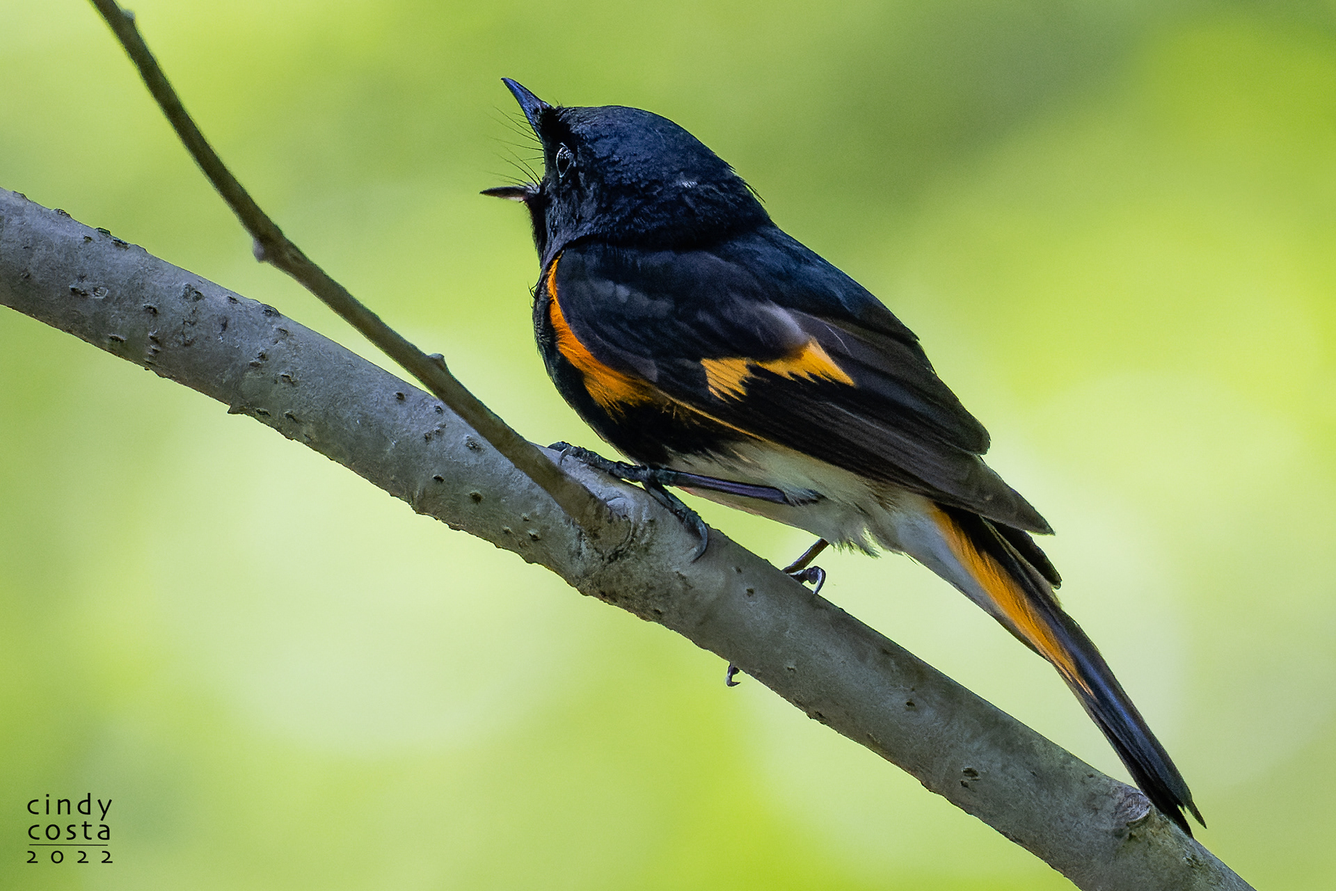 American Restart (fledgling)