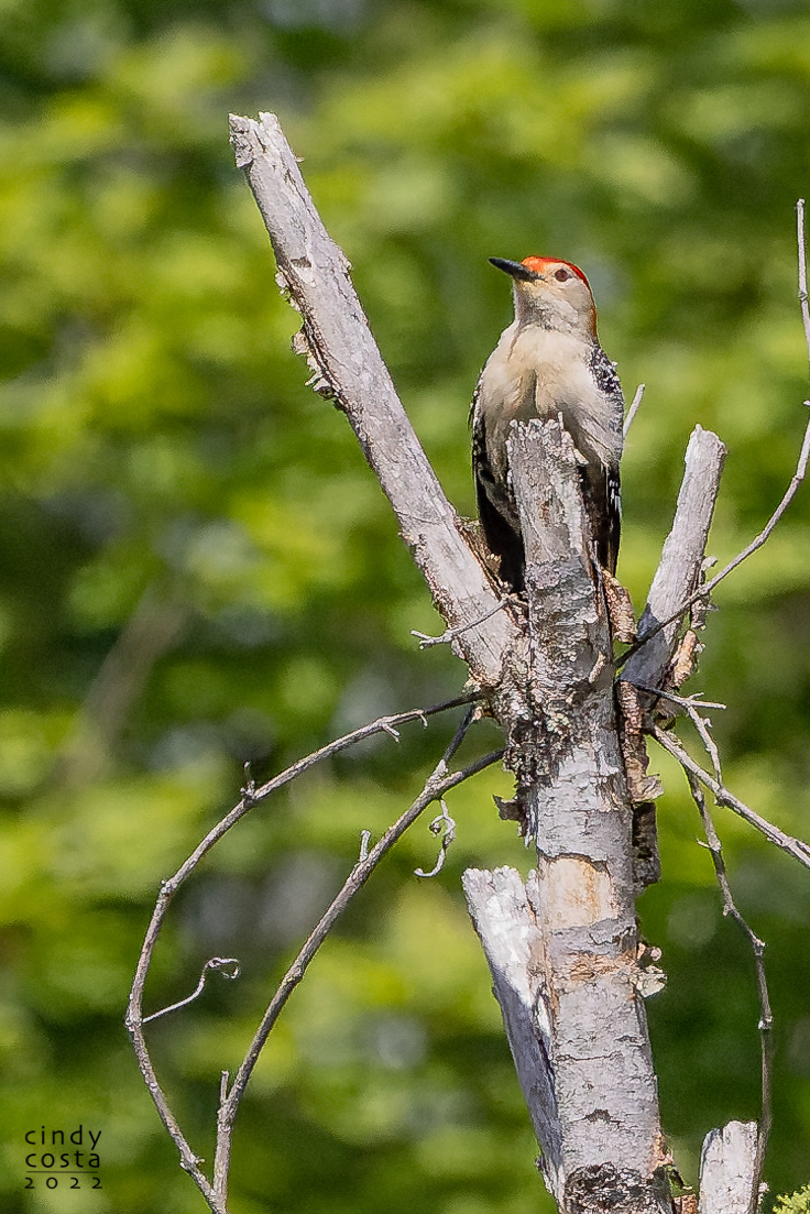 Red-bellied Woodpecker