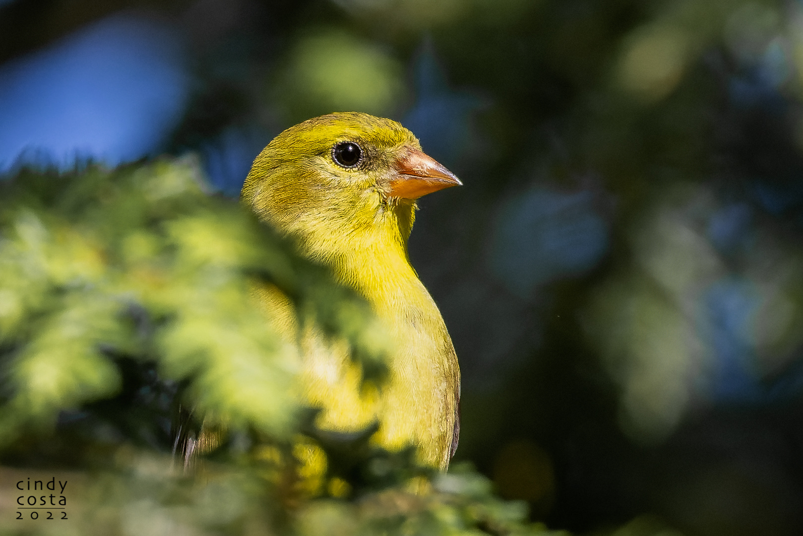American Gold Finch