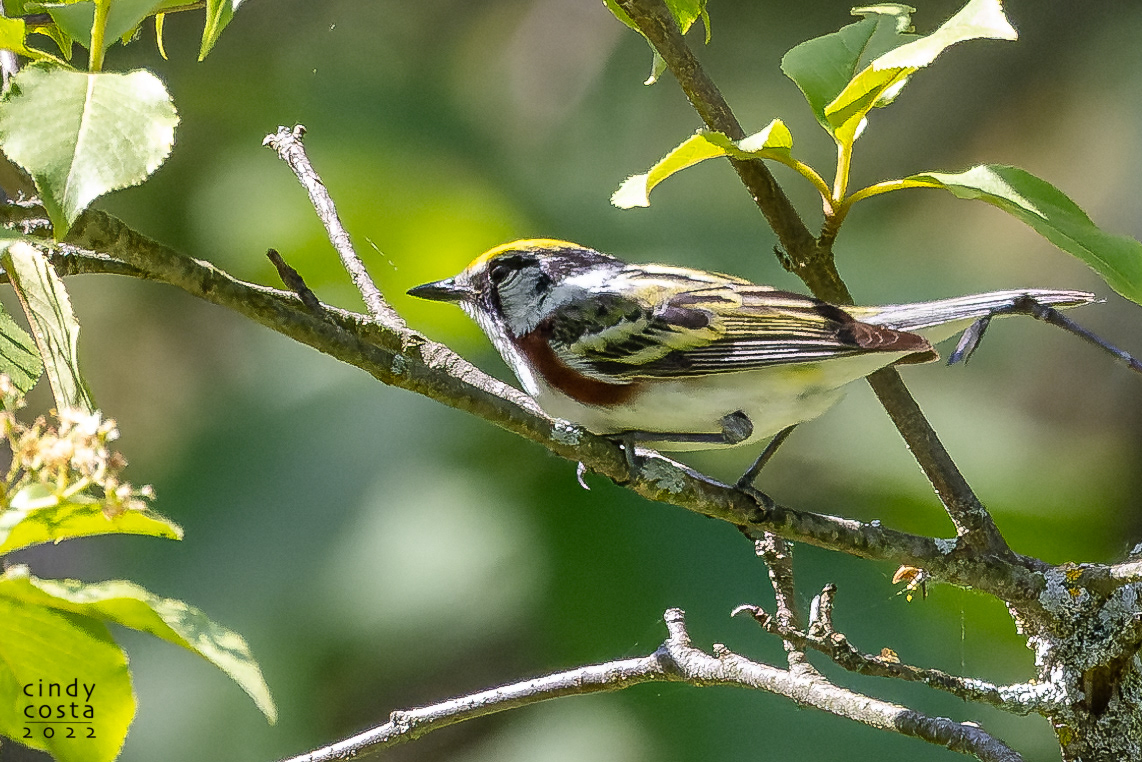 Chestnut-sided Warbler