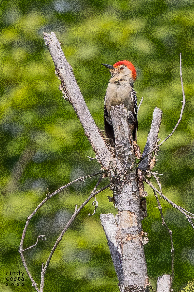 Red-bellied Woodpecker