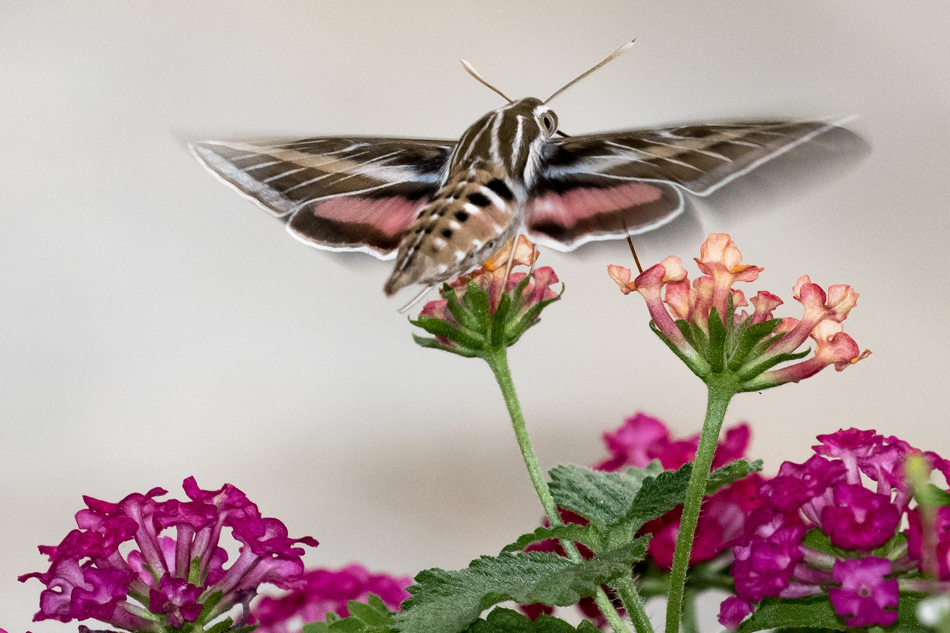 White-lined Sphinx Moth (Hummingbird Moth)