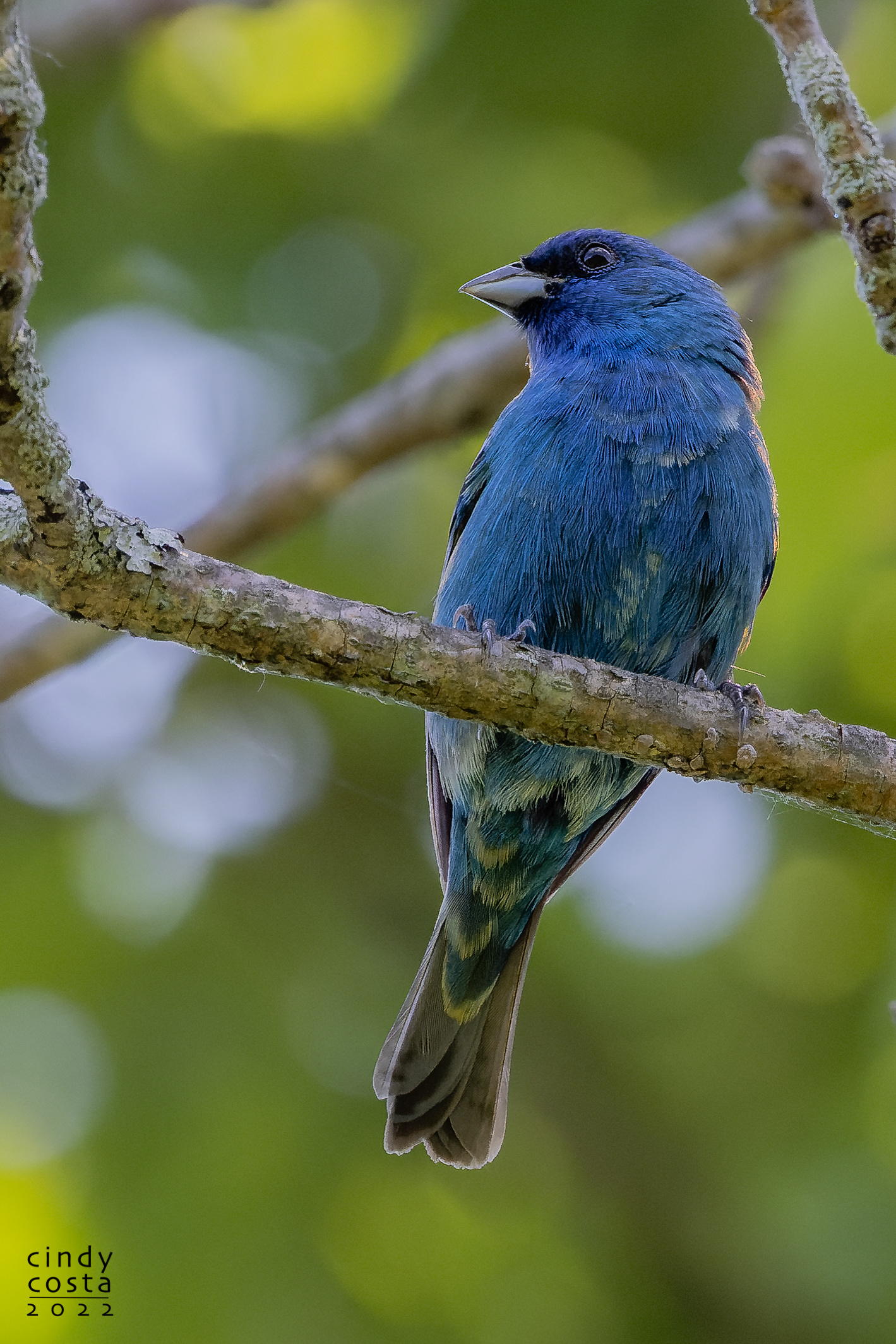 Indigo Bunting
