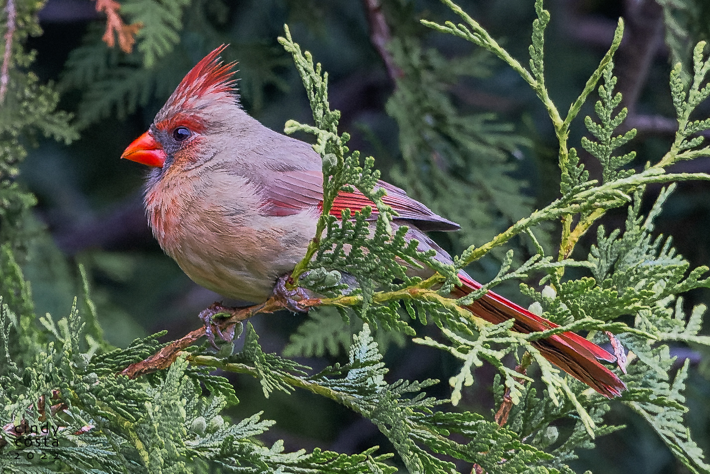 Norther Cardinal (female)