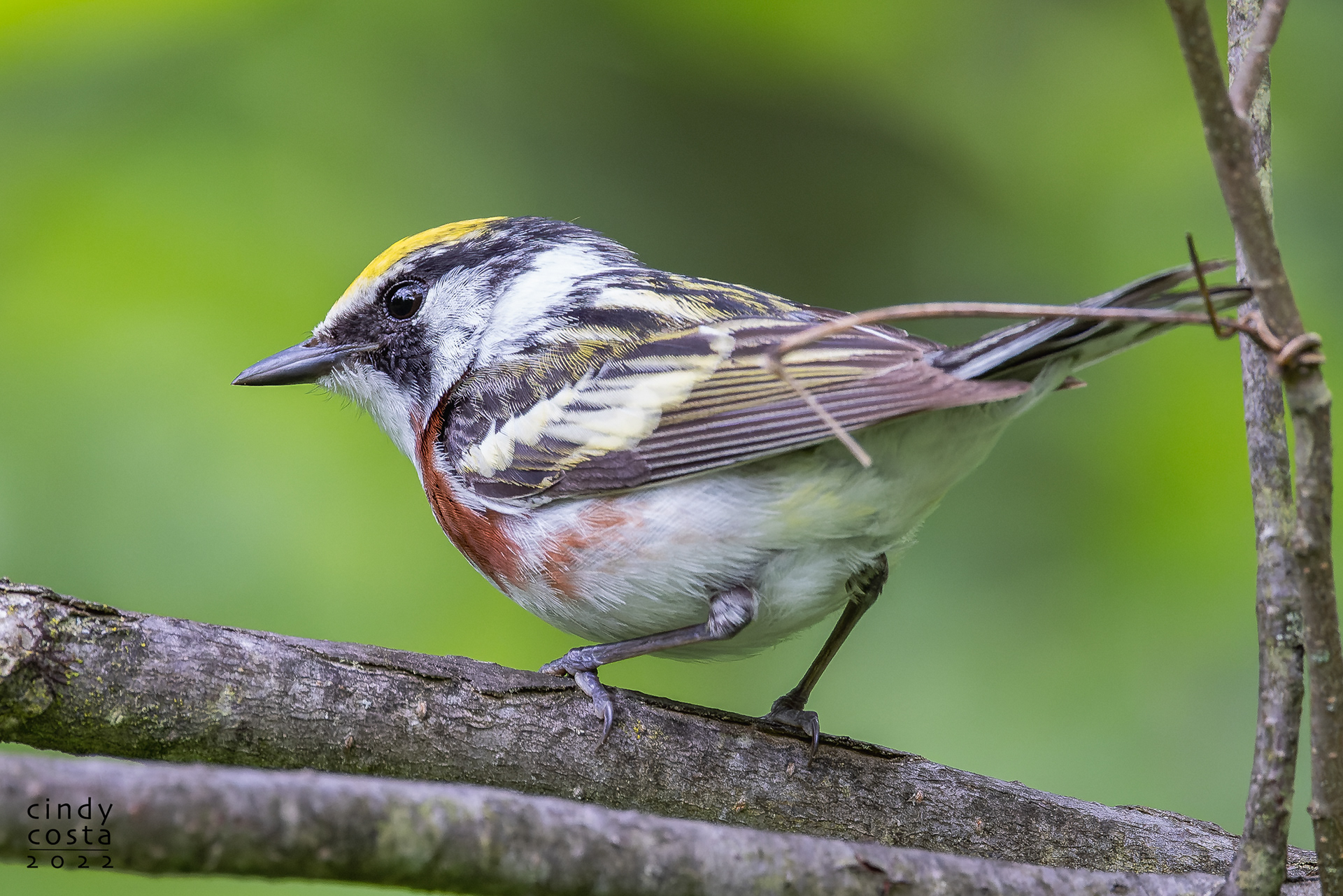 Chestnut-sided Warbler