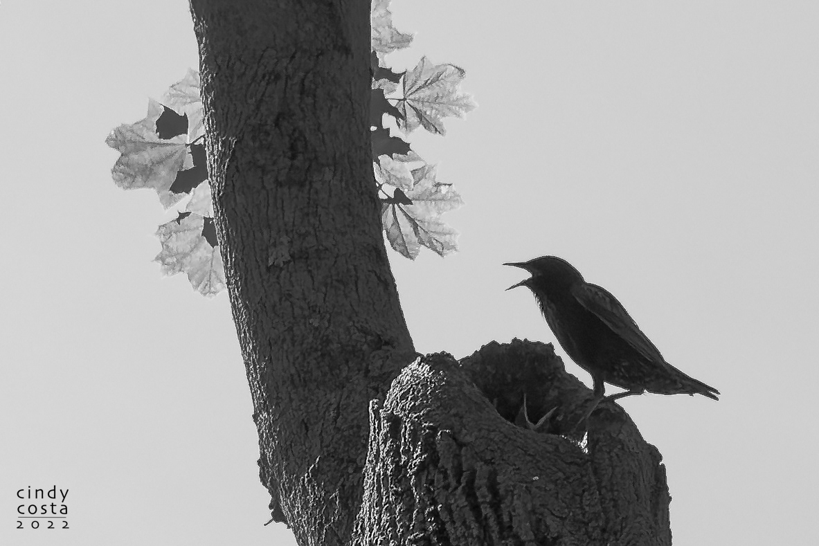 Starling