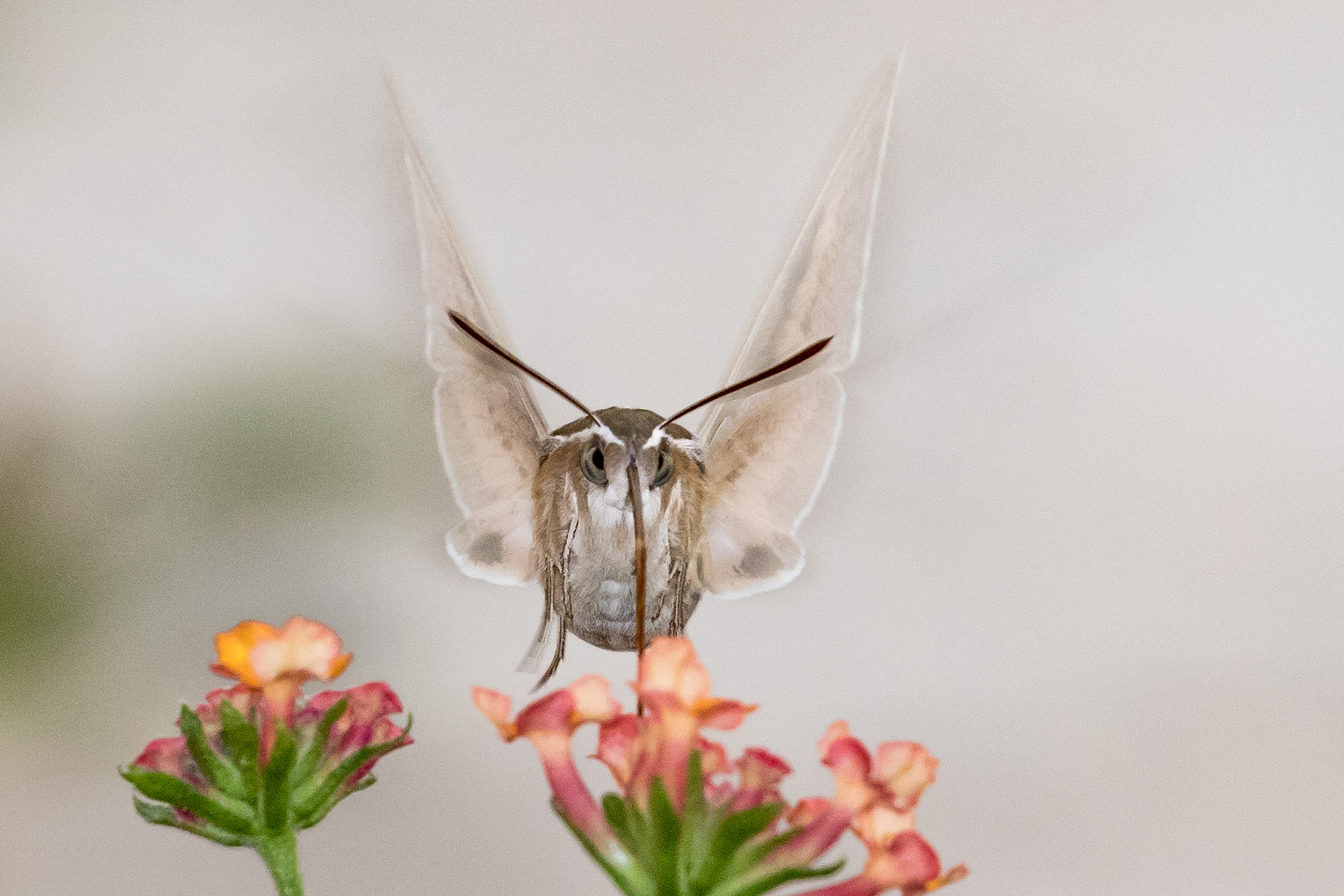 White-lined Sphinx Moth (Hummingbird Moth)