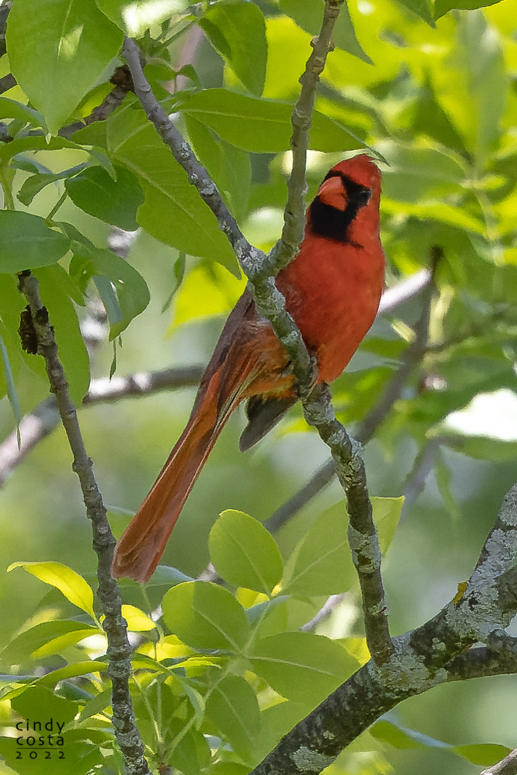 Northern Cardinal
