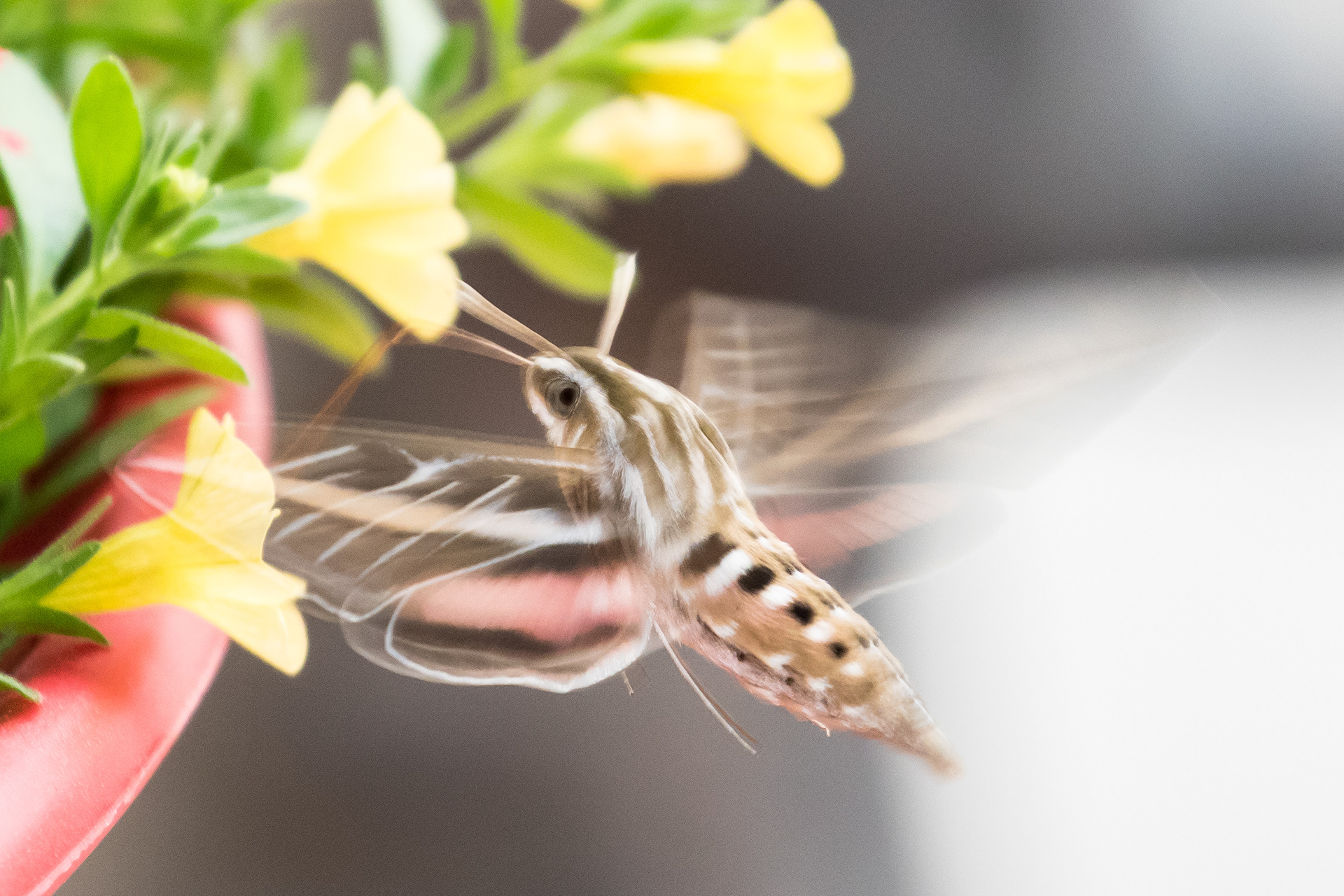 White-lined Sphinx Moth (Hummingbird Moth)
